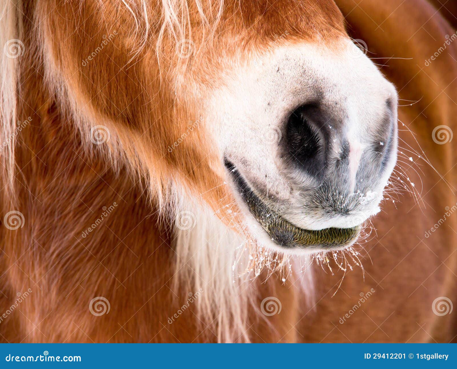 horse detail (85) nose and nostrils