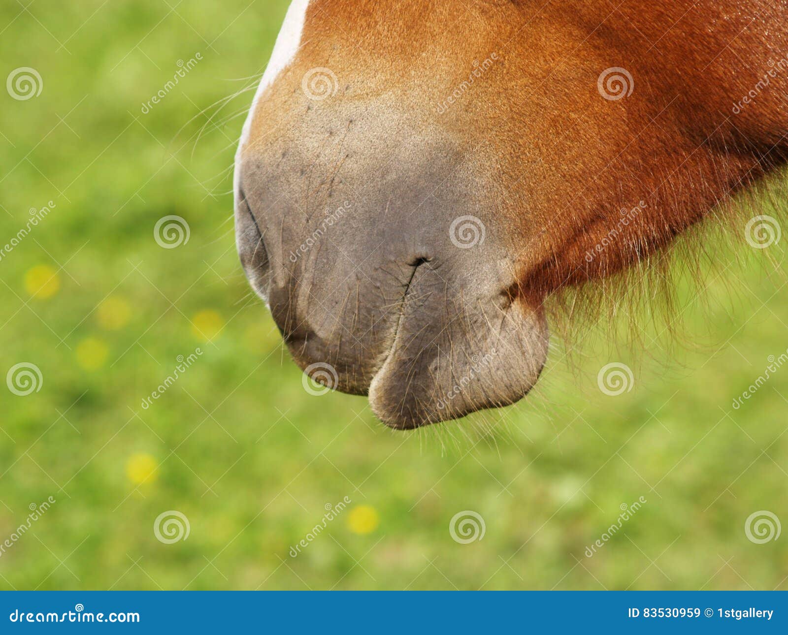 Download Horse Detail 37, Nose Nostrils And Mouth Stock Image ...