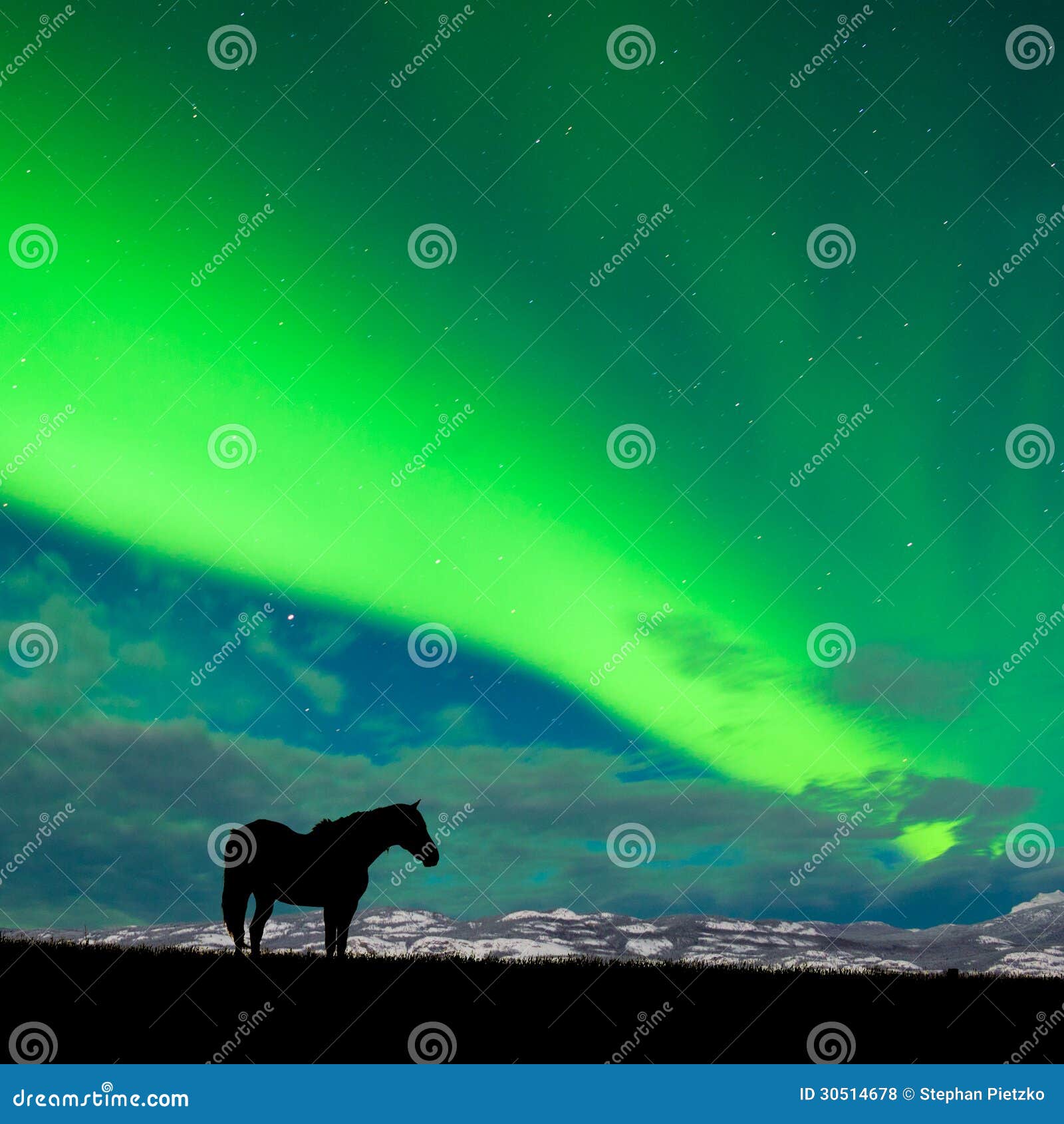 horse distant snowy peaks with northern lights sky