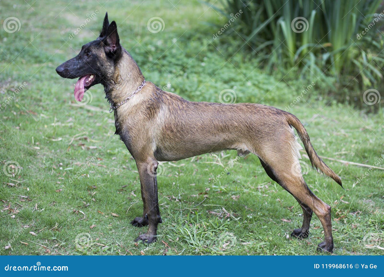 short haired belgian shepherd