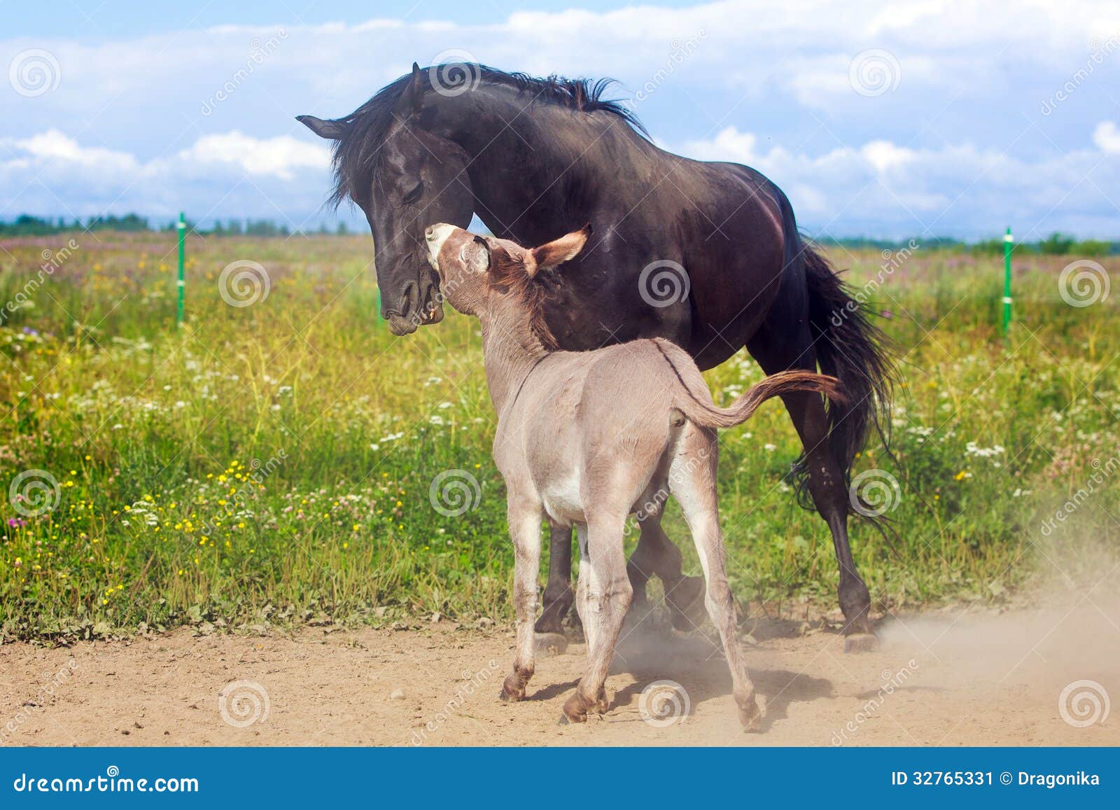 Horse and Donkey stock image. Image of animal, black 32765331