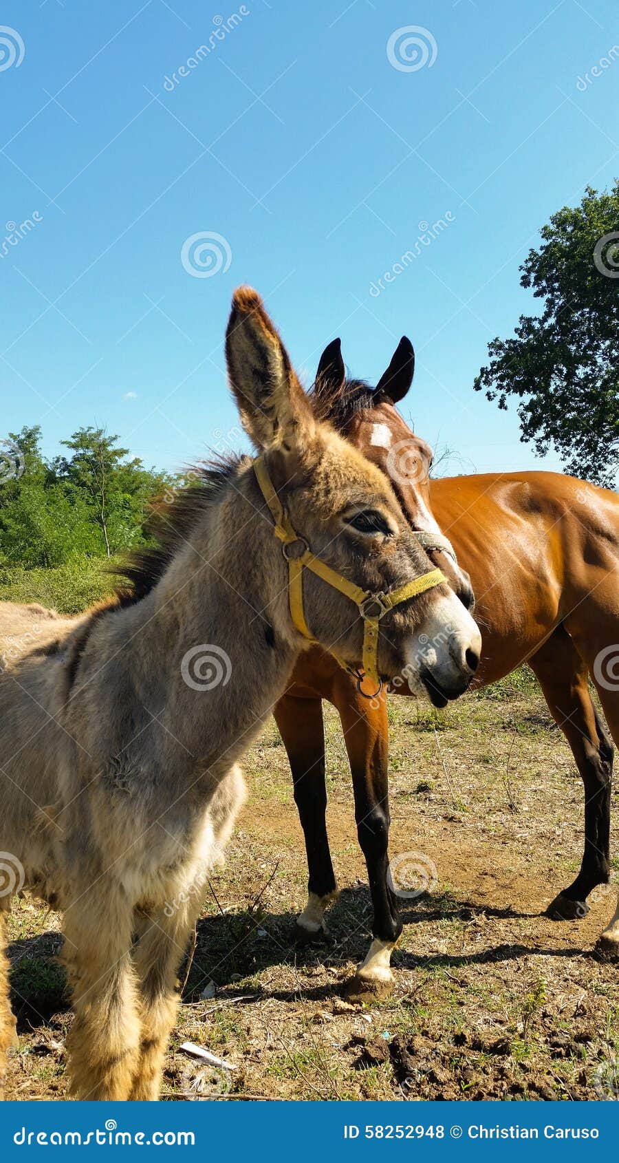 Horse And Donkey Stock Photo Image Of Clump Friendship 58252948