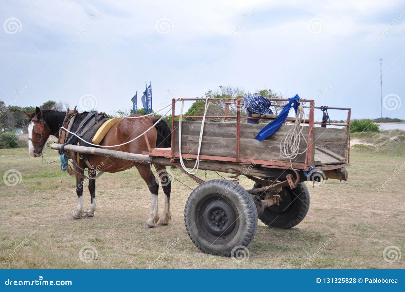 horse-drawn carriage in la paloma, rocha, uruguay