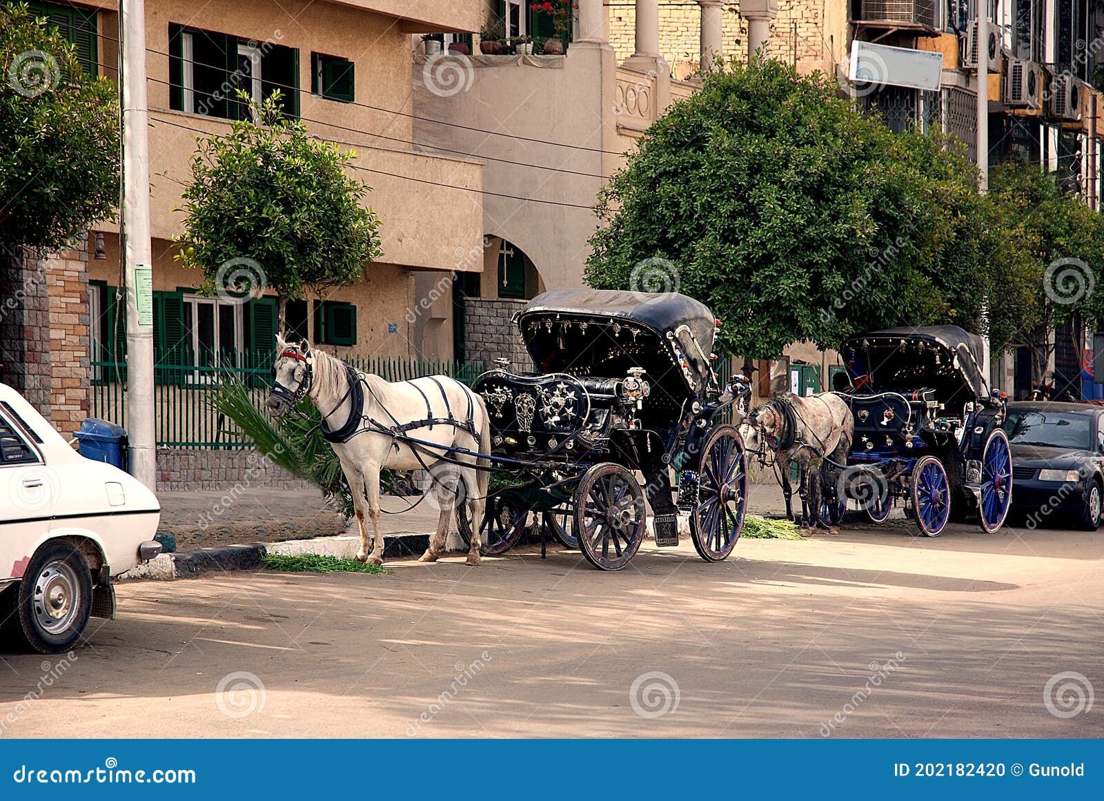 horse-drawn carriages on the roadside in aswan