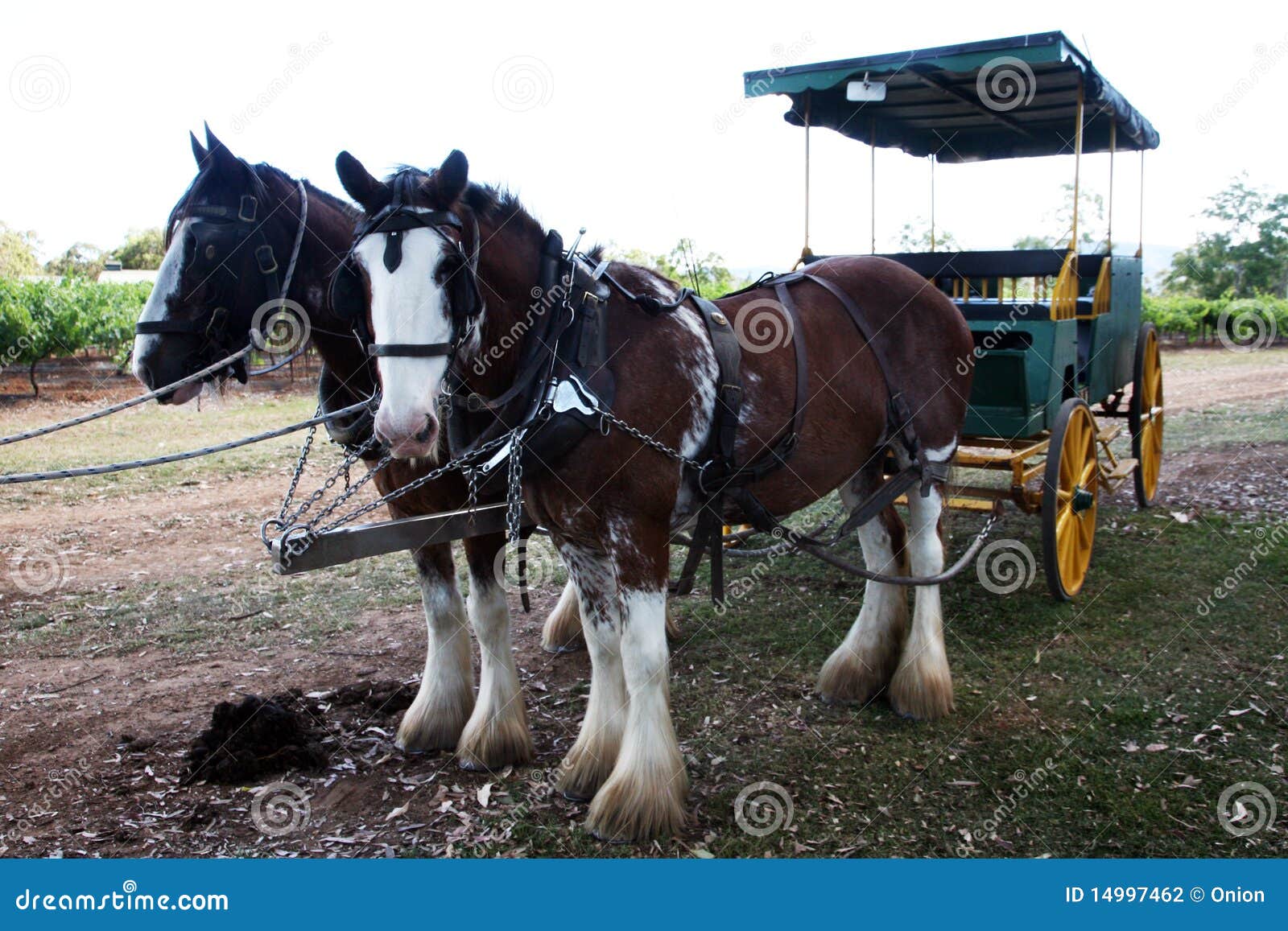 Horse drawn cart stock photo. Image of pulling, black 14997462