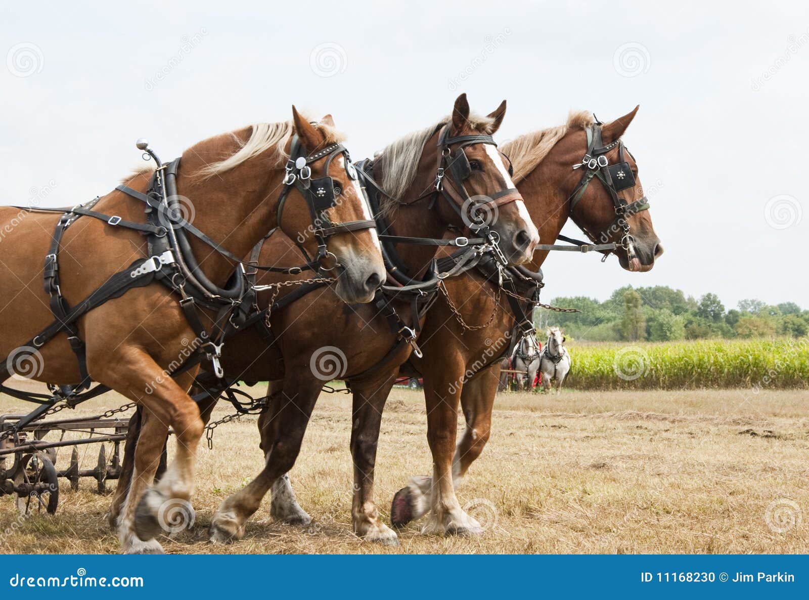 Horsedrawn Farming Demonstrations Stock Photo Image of