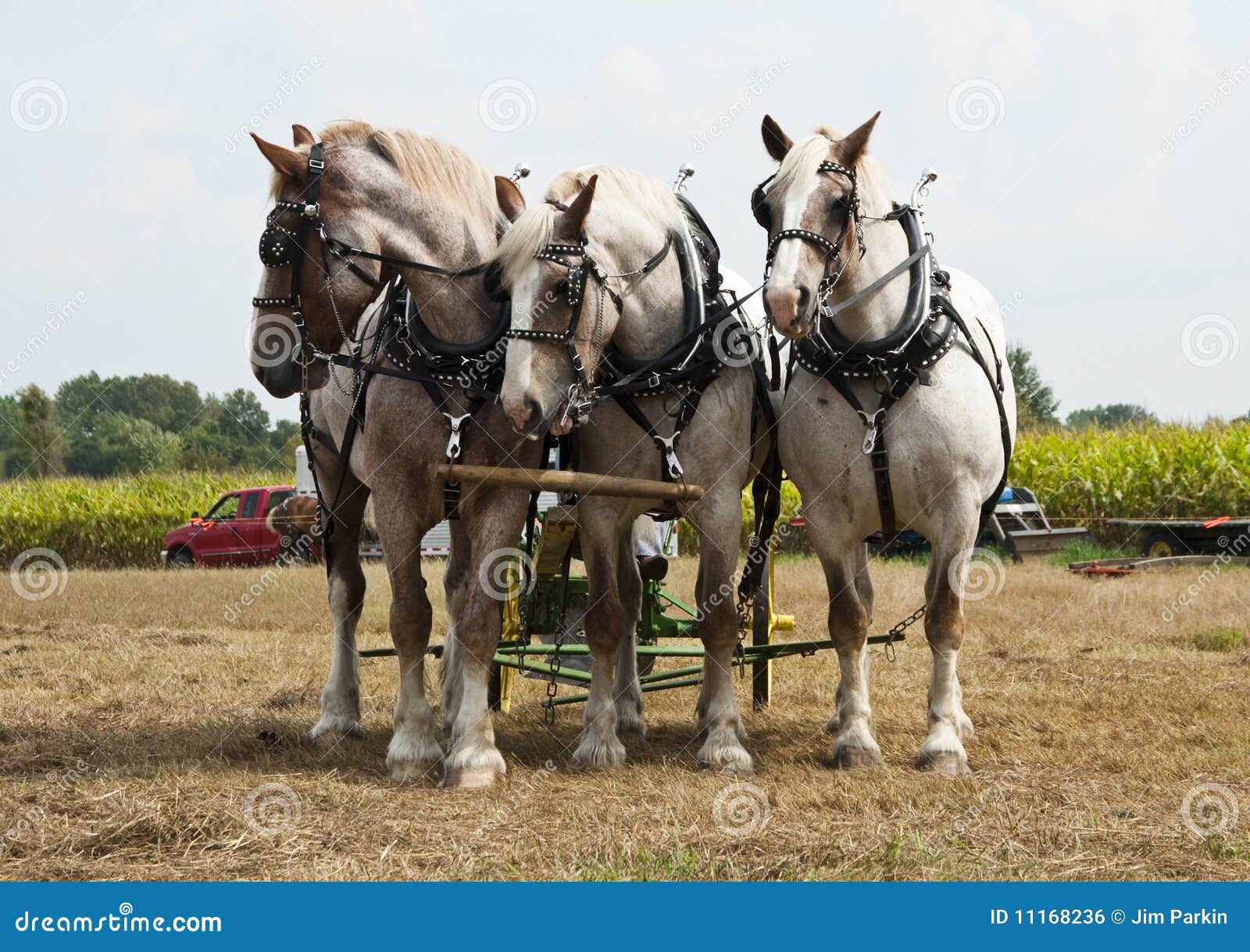 Horsedrawn Farming Demonstrations Stock Photo Image of homestead