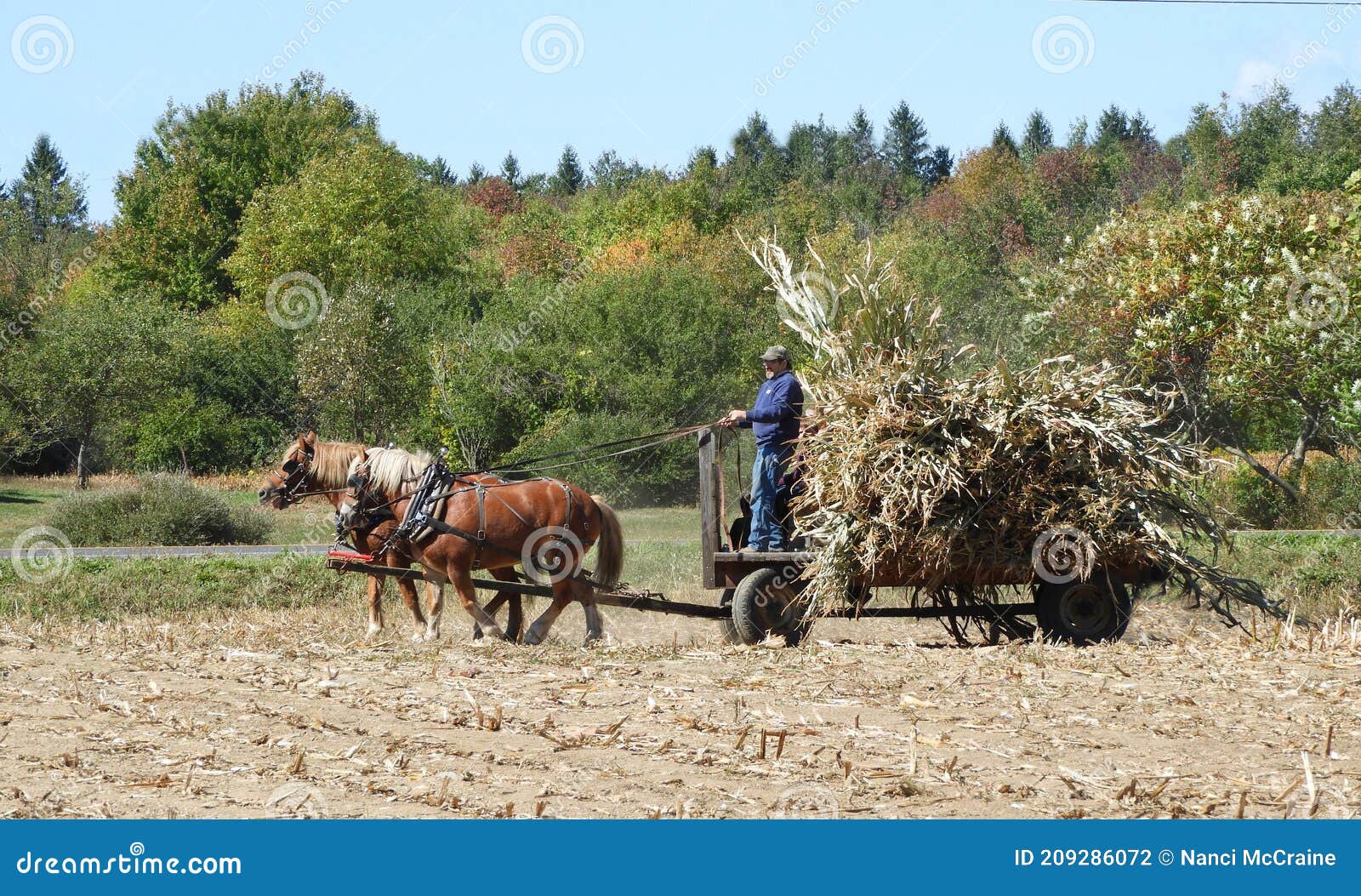 Horse Drawn Wagon of Corn Stalks Stock Photo Image of barn