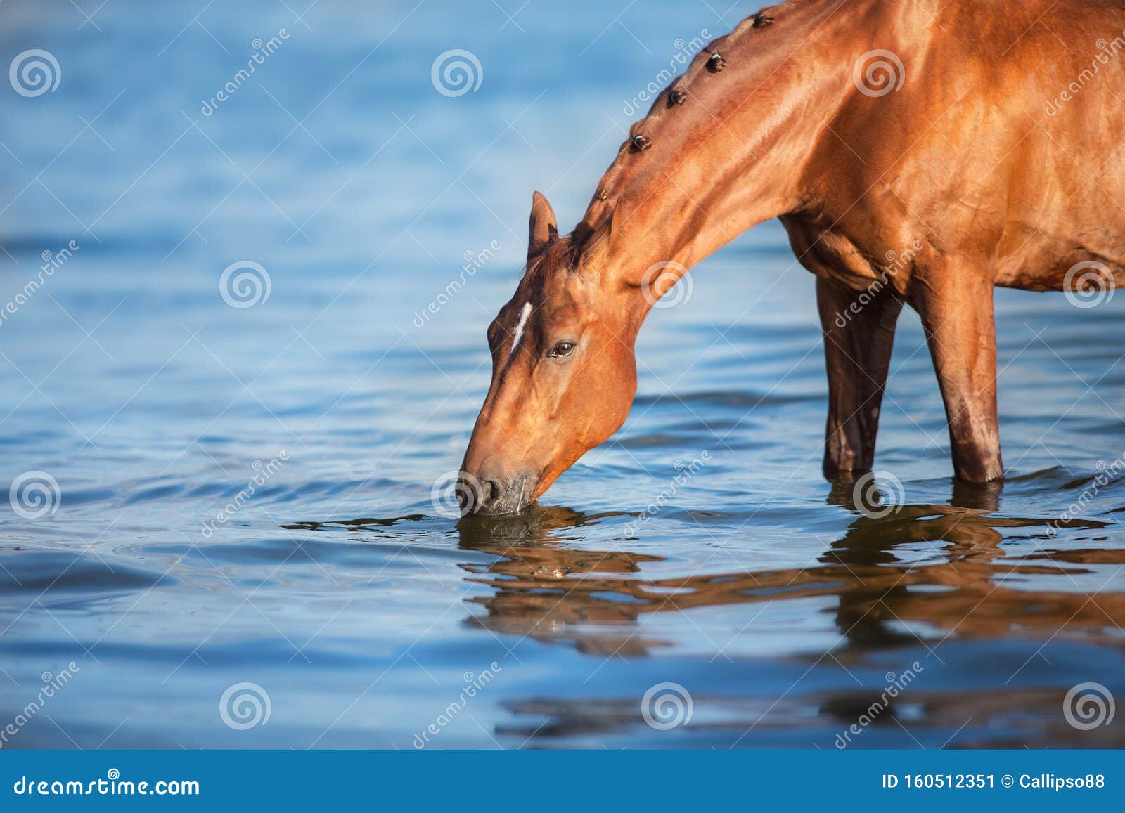 Horse drink water stock image. Image of sunlight, dawn 160512351