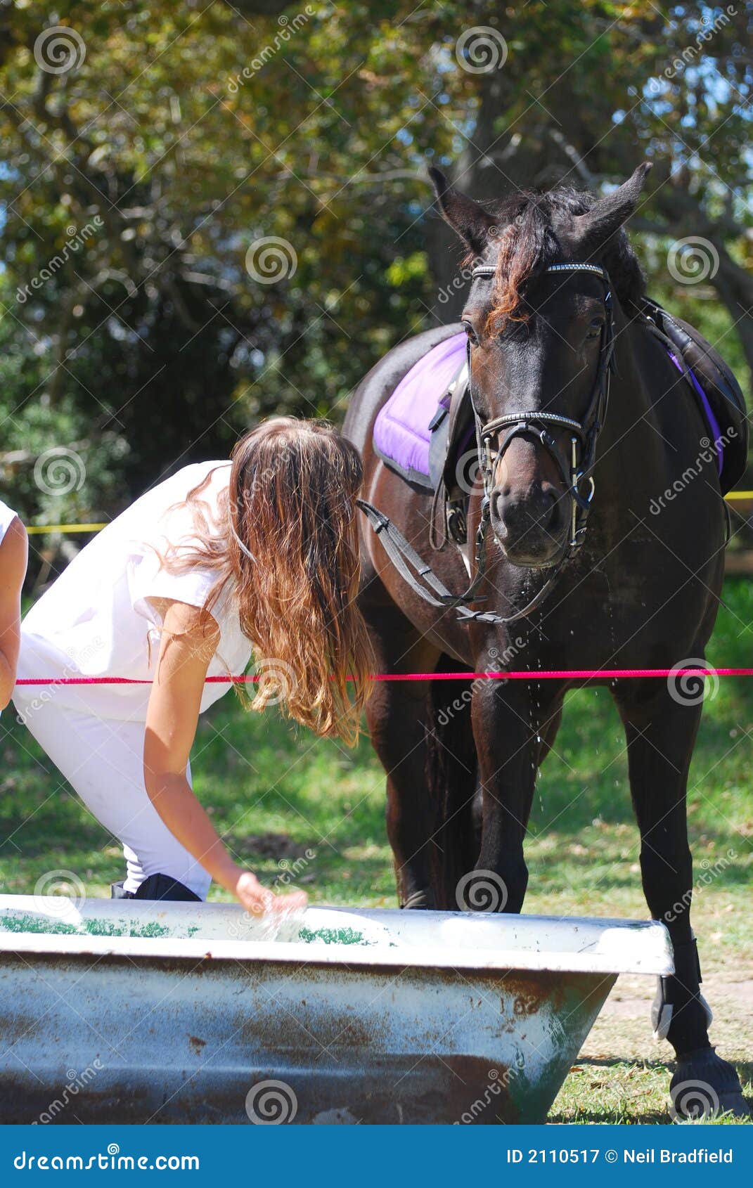 Horse drinking stock image. Image of trough, teenager 2110517