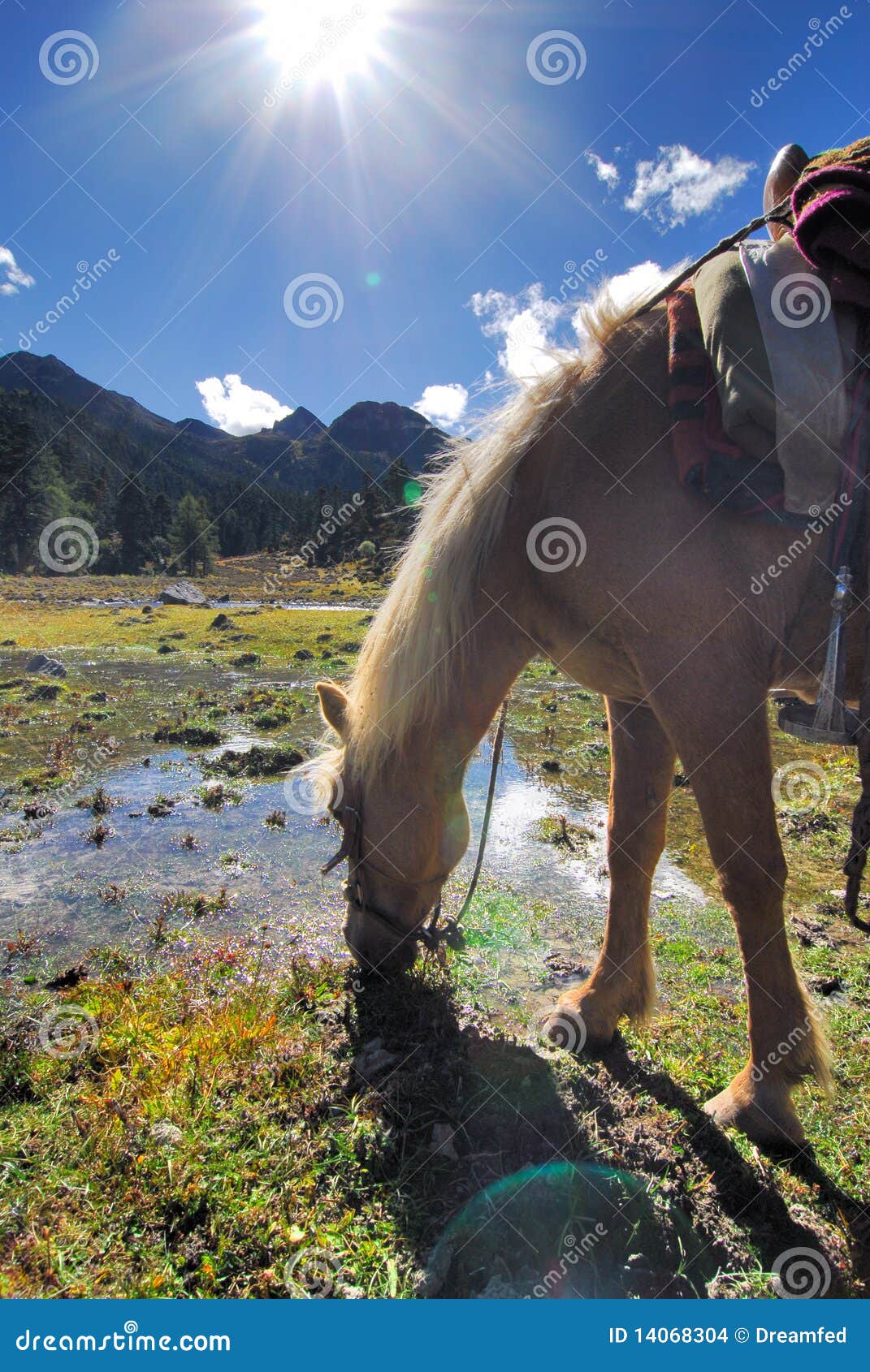 horse drinking in high altitude