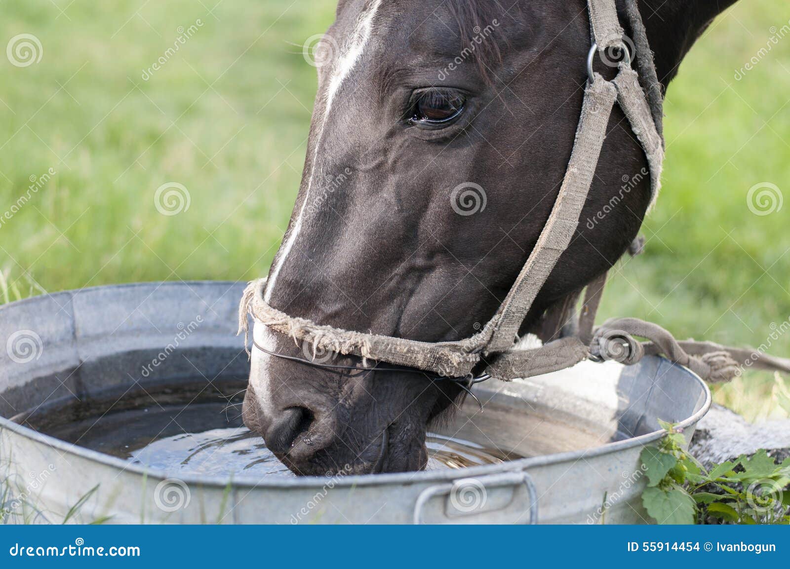Horse Drinking Out of a Water Stock Photo Image of gulf, portrait