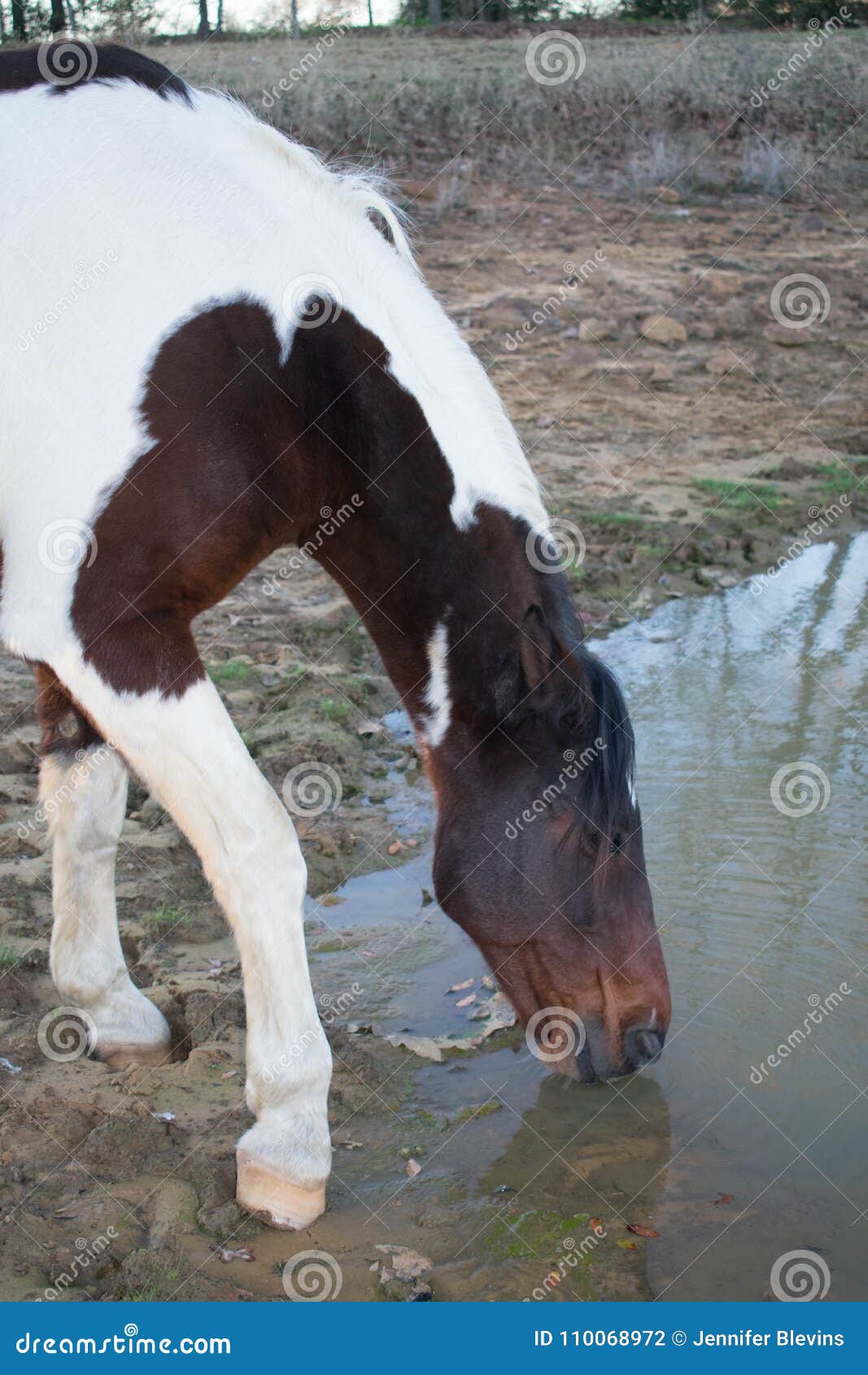 Horse Drinking Water Close Up Stock Photo Image of close, herd 110068972