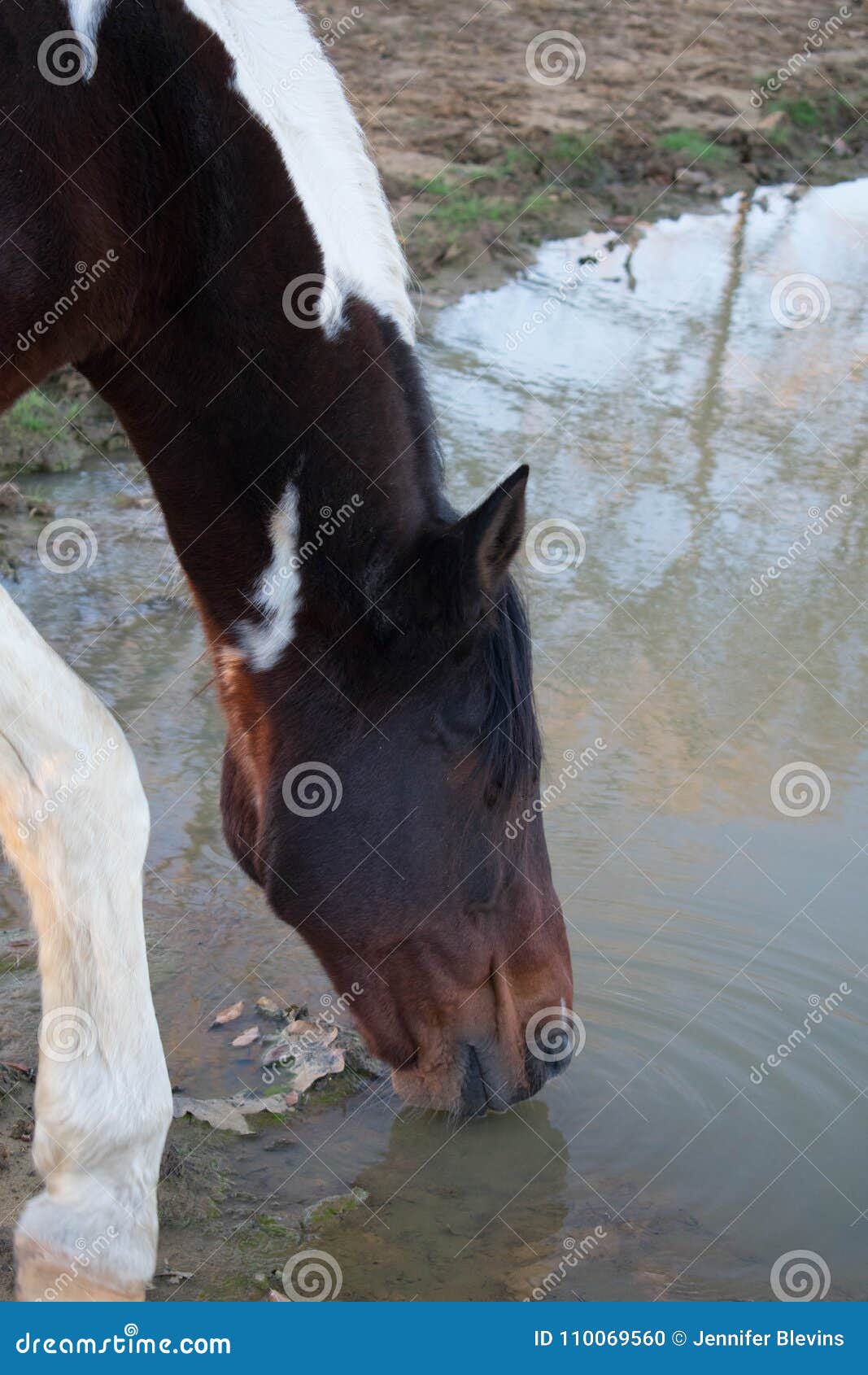 Horse Drinking Water Close Up Stock Photo Image of grey, farm 110069560