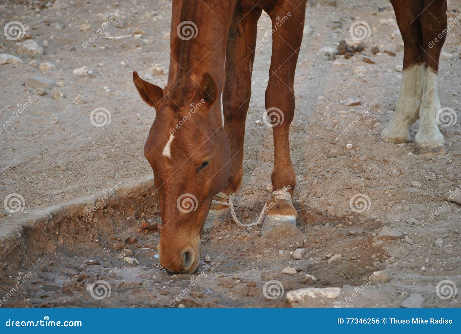 Horse drinking water stock photo. Image of beautiful 77346256