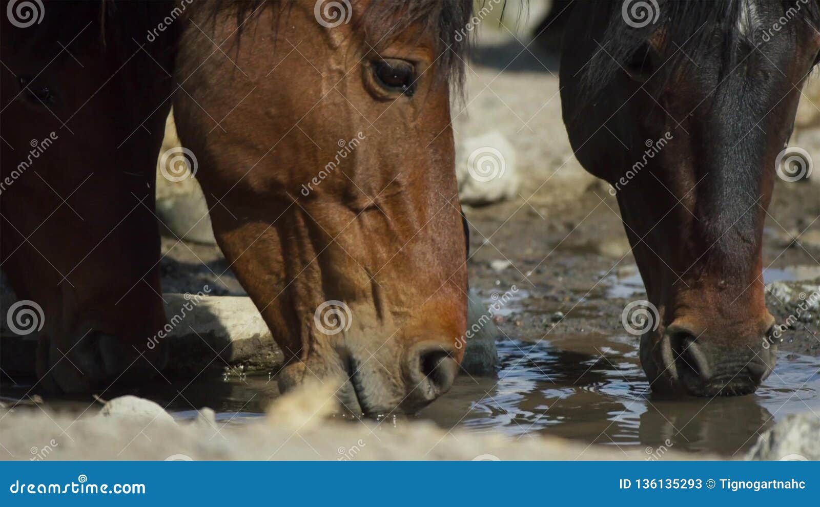 Horse Drinks a Water, Horse Head Close Up Stock Image Image of