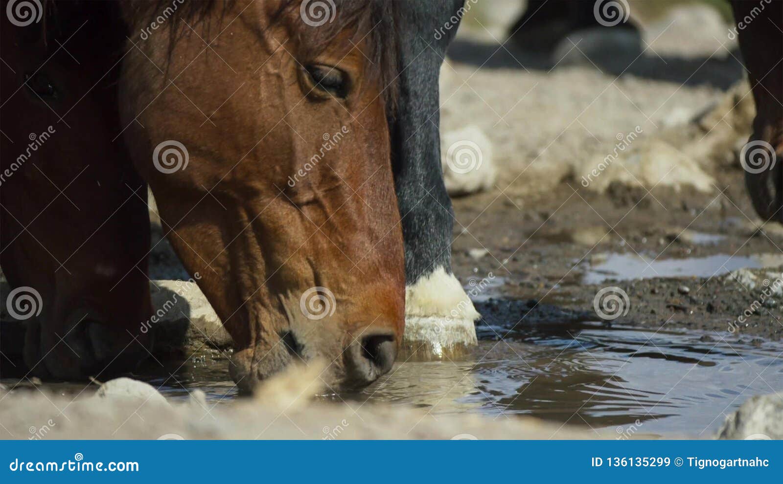 Horse Drinks a Water, Horse Head Close Up Stock Image Image of