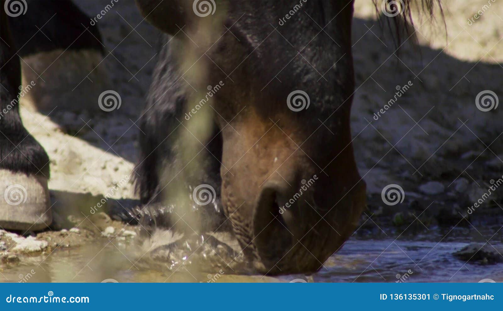 Horse Drinks a Water, Horse Head Close Up Stock Image Image of drink