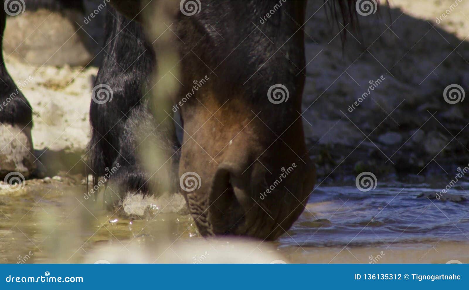 Horse Drinks a Water, Horse Head Close Up Stock Photo Image of friend