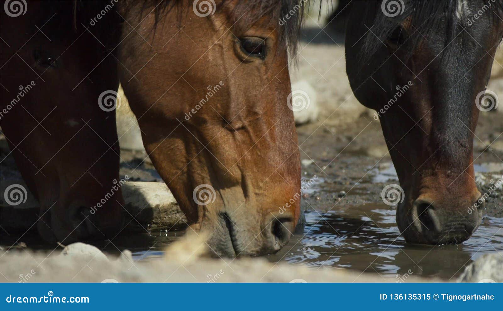 Horse Drinks a Water, Horse Head Close Up Stock Image Image of