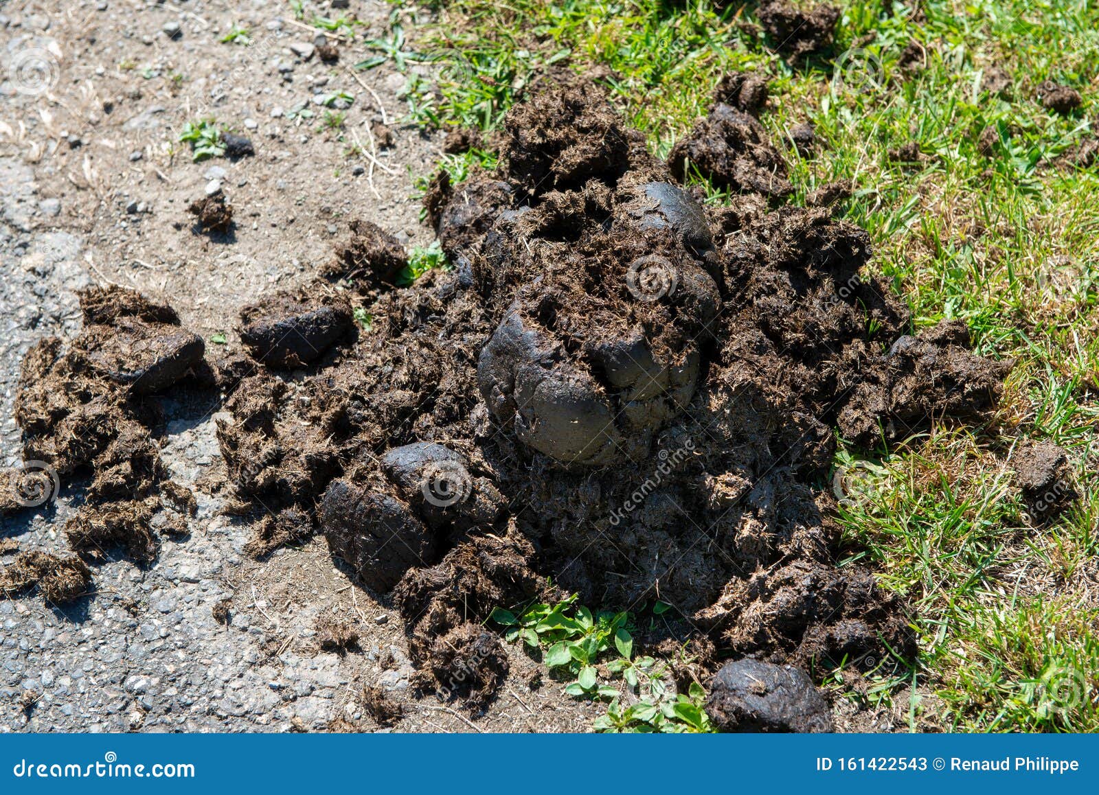 Horse dung on the grass stock image. Image of outdoors 161422543