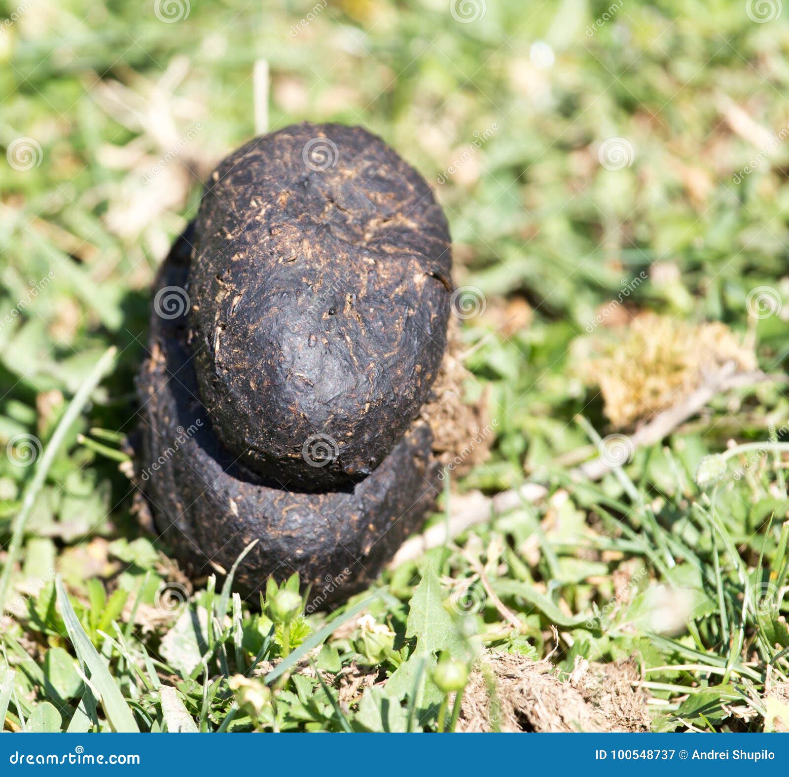 Horse dung . stock image. Image of organic, pile, smell 100548737