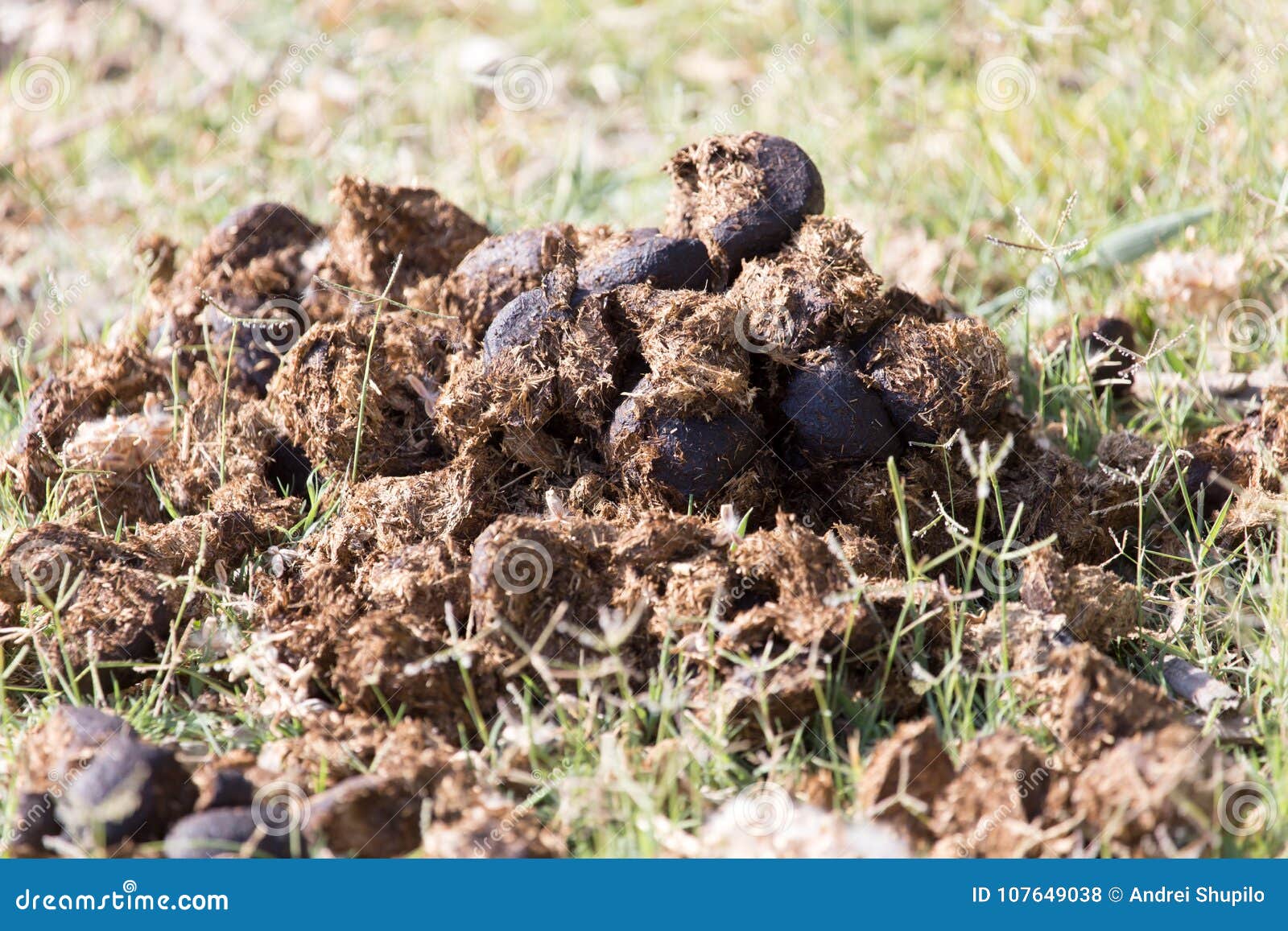 Horse dung stock photo. Image of field, farmer, brown 107649038