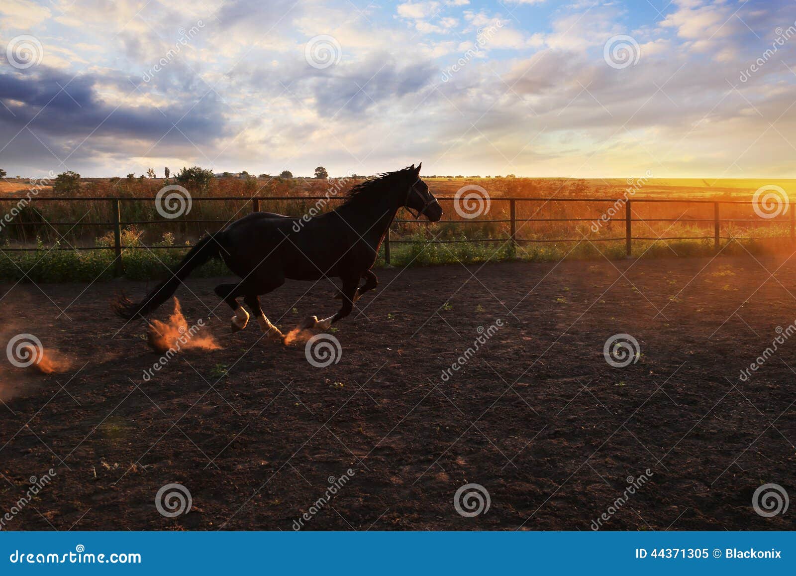 Horse in the dust stock image. Image of purebred, dust 44371305