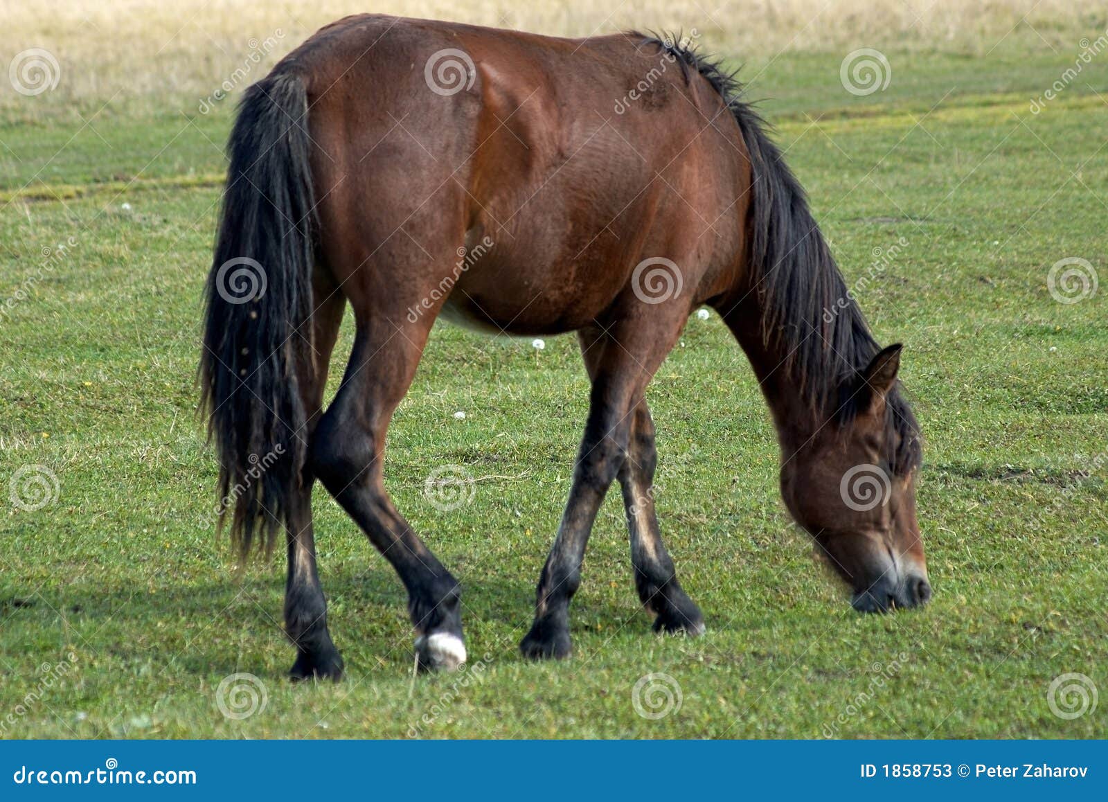 Horse eat a grass. stock image. Image of grass, graze 1858753