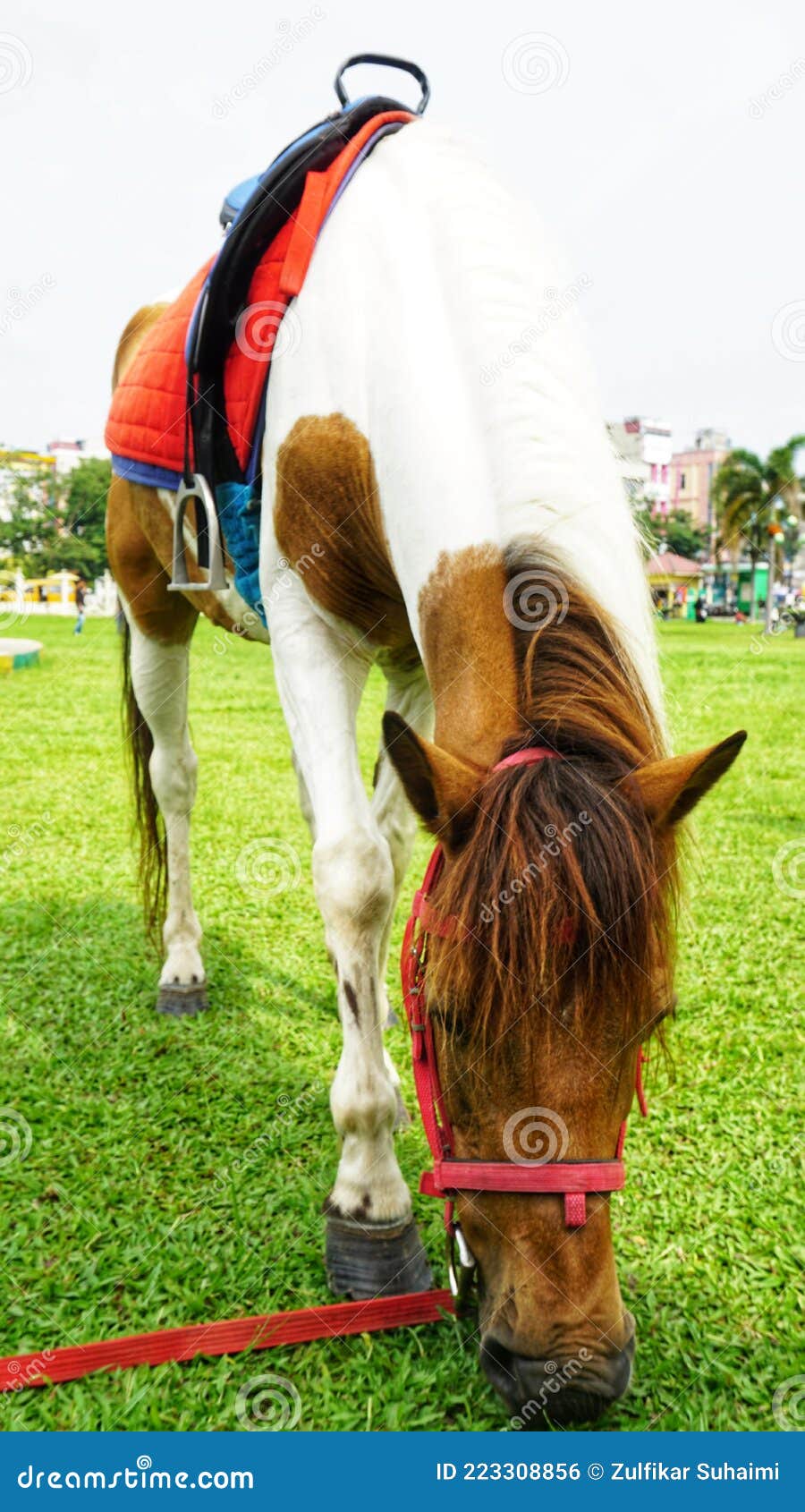 Horse Eat Green Grass in a Farm Stock Photo Image of mane, animal