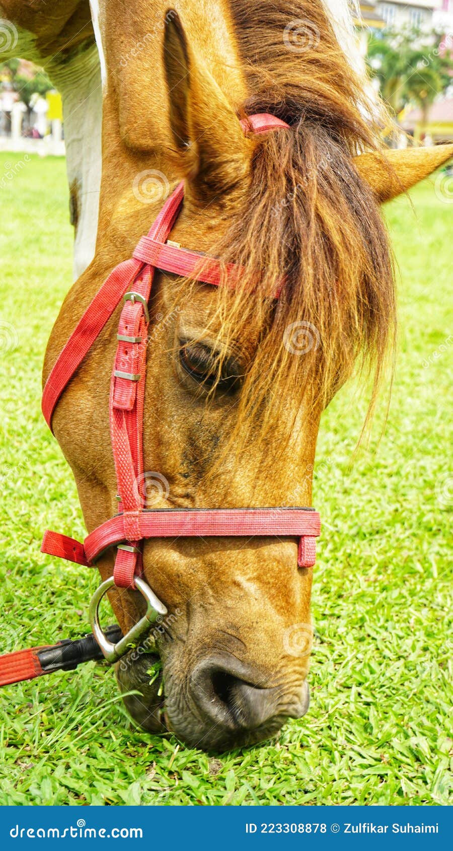 Horse Eat Green Grass in a Farm Stock Photo Image of farm, horse
