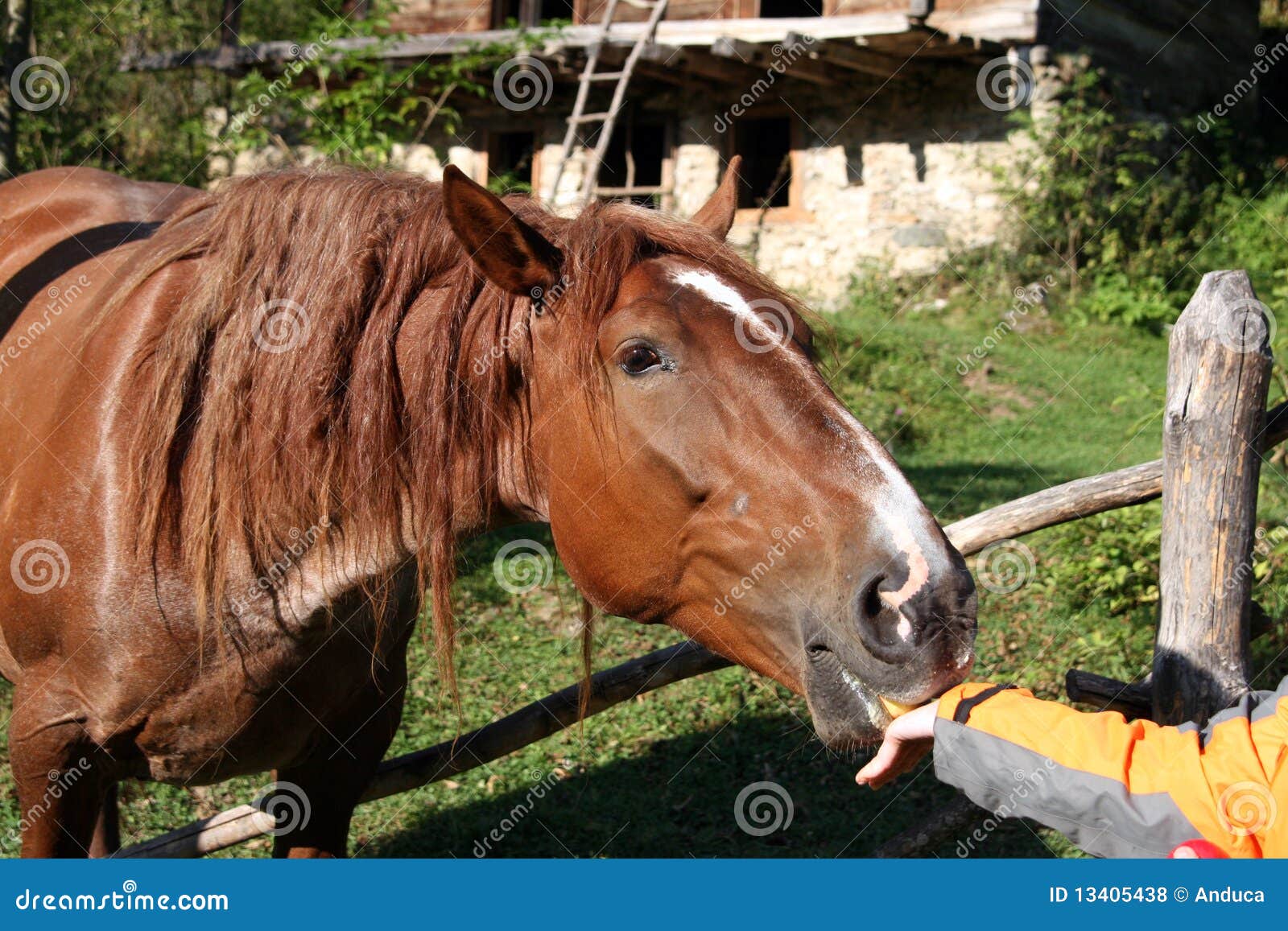 Horse eating stock photo. Image of cute, bridle, hair 13405438