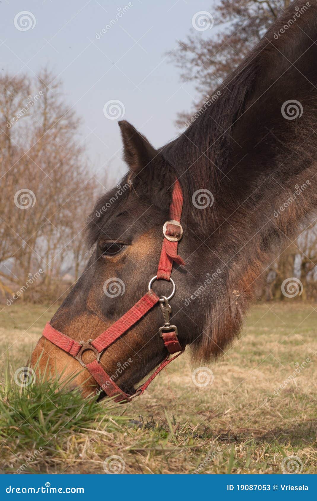 Horse eating stock image. Image of meadow, race, grass 19087053