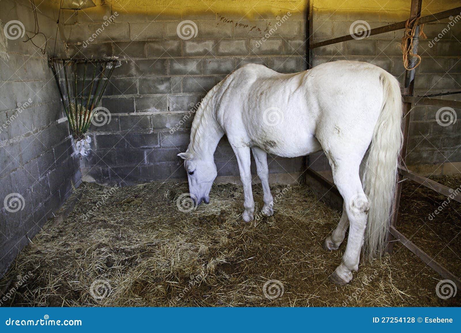 Horse eating stock photo. Image of sportive, beauty, animal 27254128