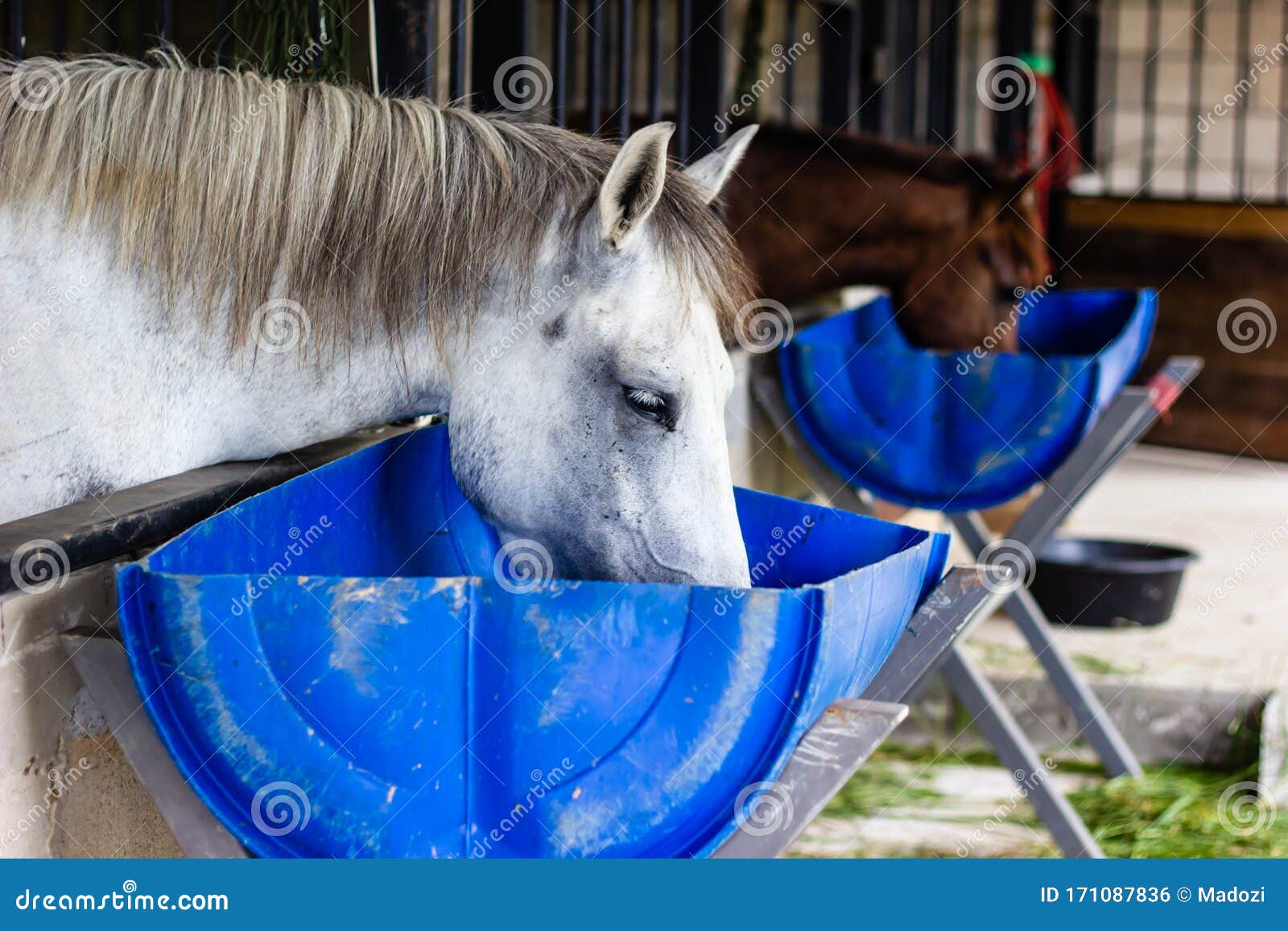 Horse Eating Feed Out of a Rubber Pan Stock Photo Image of beautiful