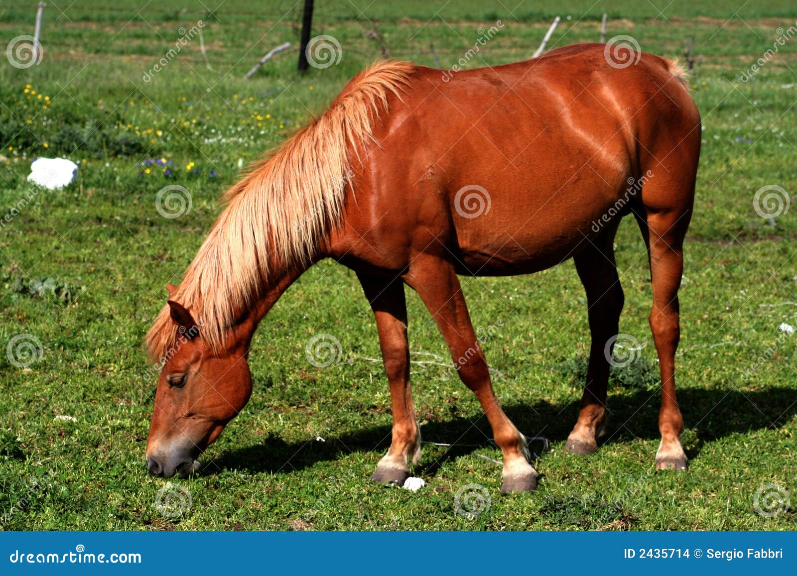 Horse eating grass stock photo. Image of white, bridle 2435714