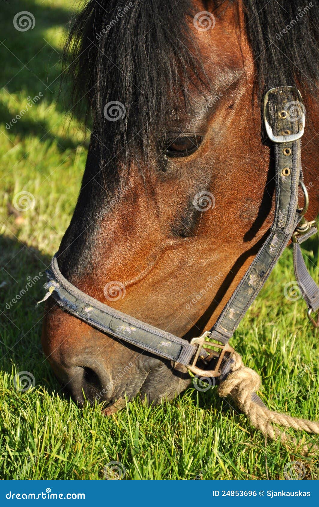 Horse eating grass stock photo. Image of green, beautiful 24853696