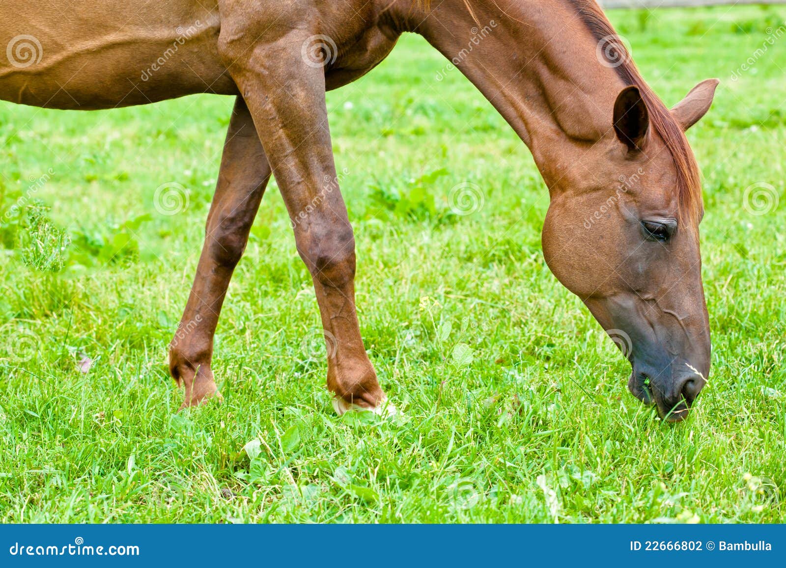 Horse Eating Grass in a Meadow Stock Photo Image of mammal, pasture 22666802