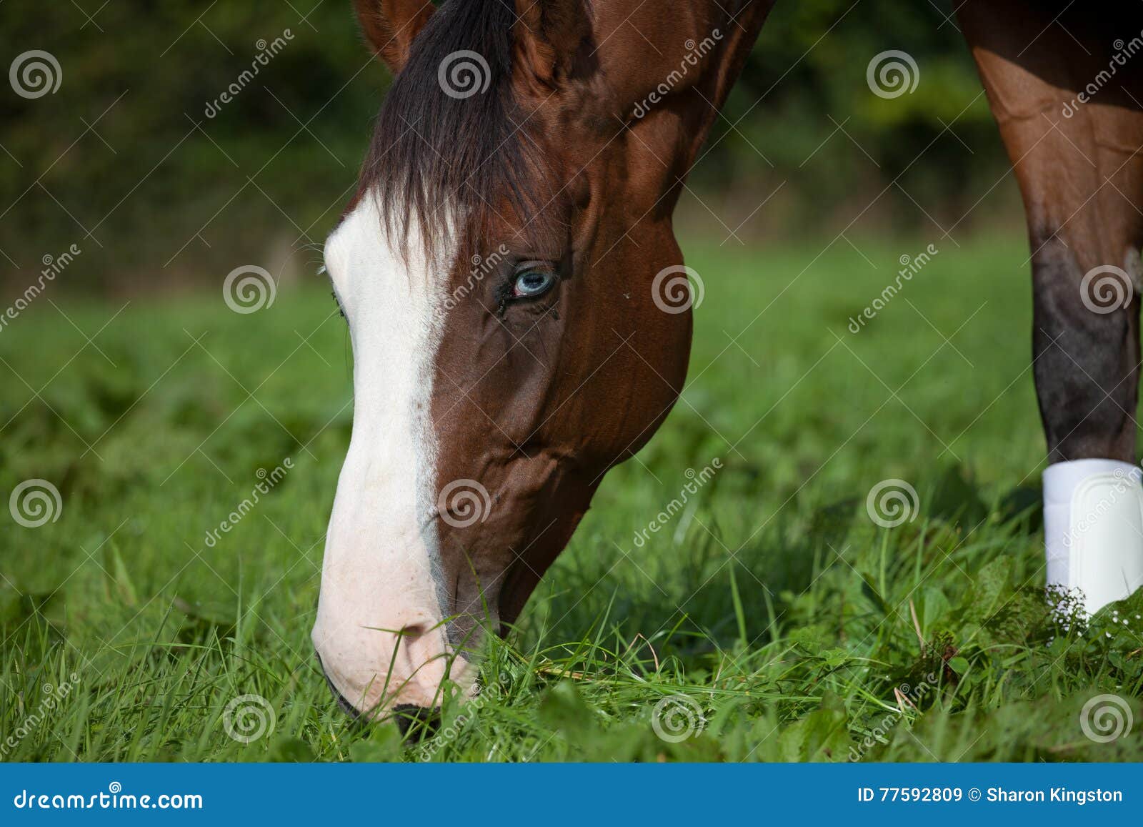 Horse eating grass stock image. Image of organic, field 77592809
