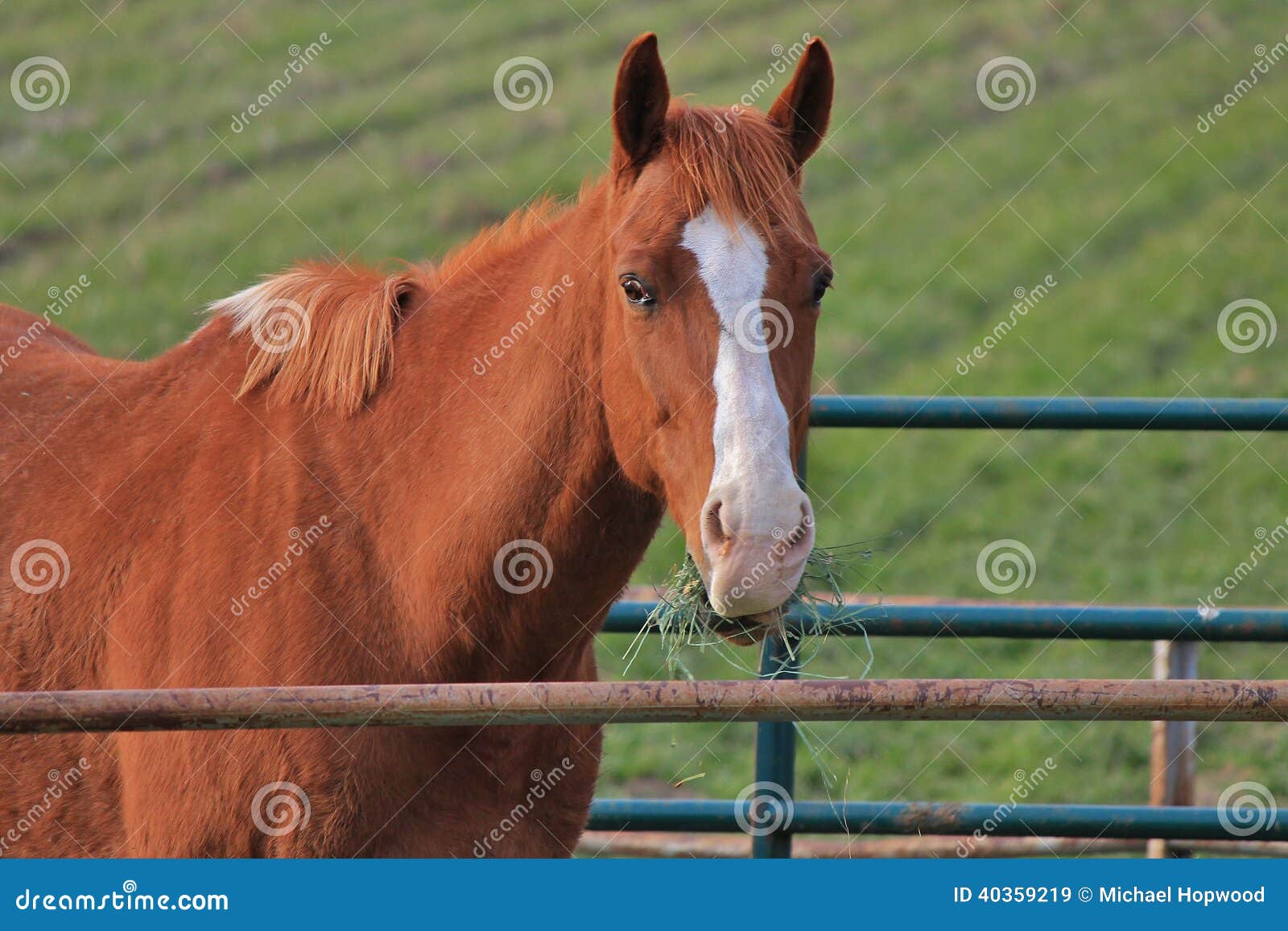 Horse eating grass stock image. Image of animals, eating 40359219