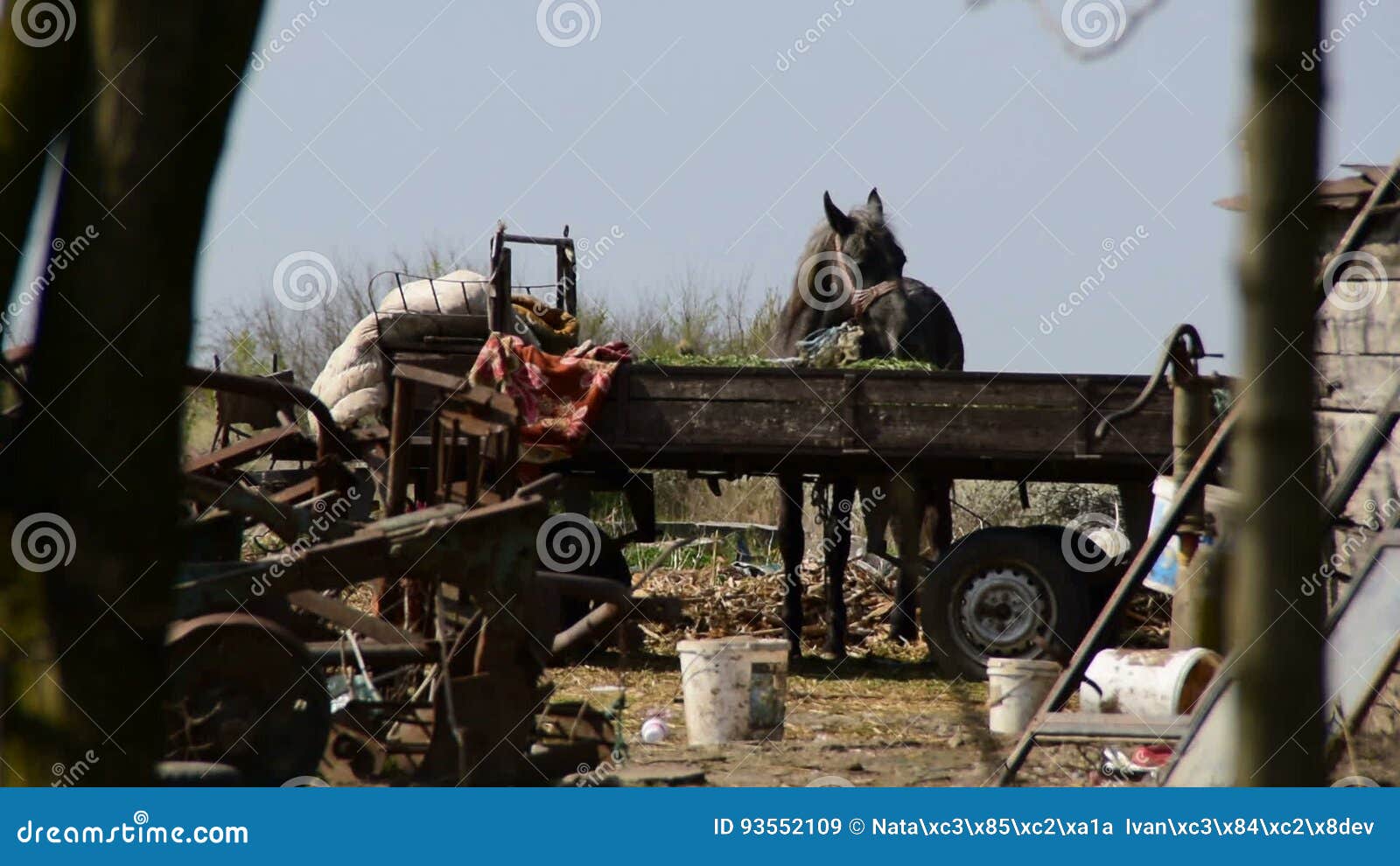 Horse Eating Grass from the Trailer in a Junkyard Stock Video Video