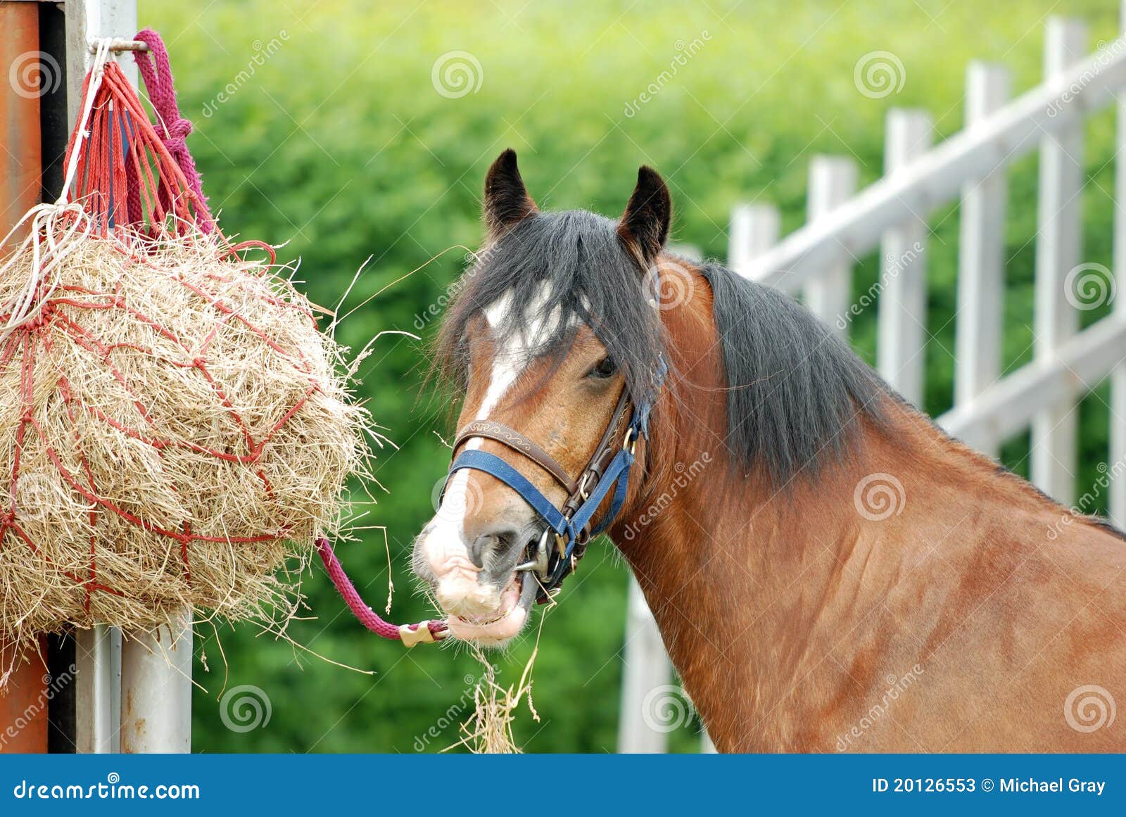 horse eating hay