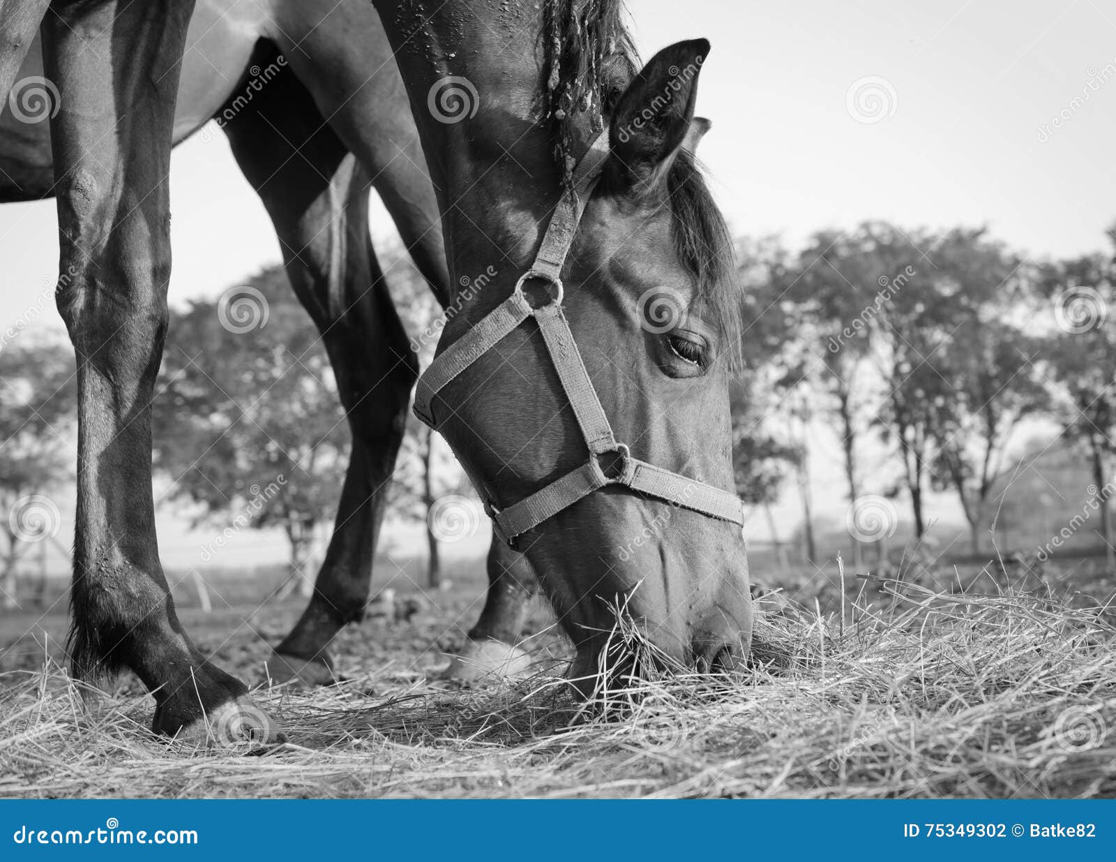 Horse, Eating, Hay, Low Angle, Desaturated Stock Photo Image of hair