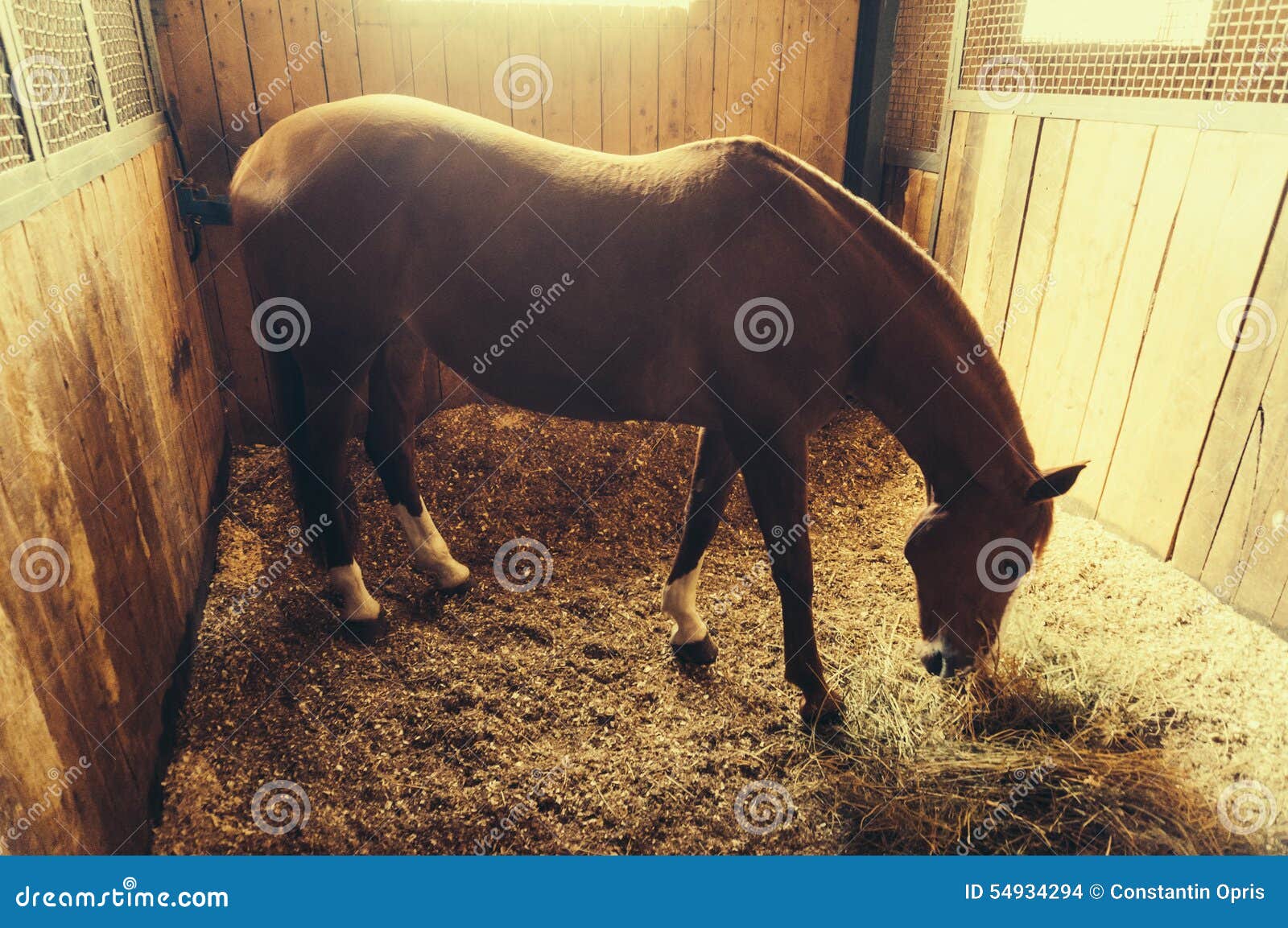 Horse eating hay stock photo. Image of horseback, shelter 54934294
