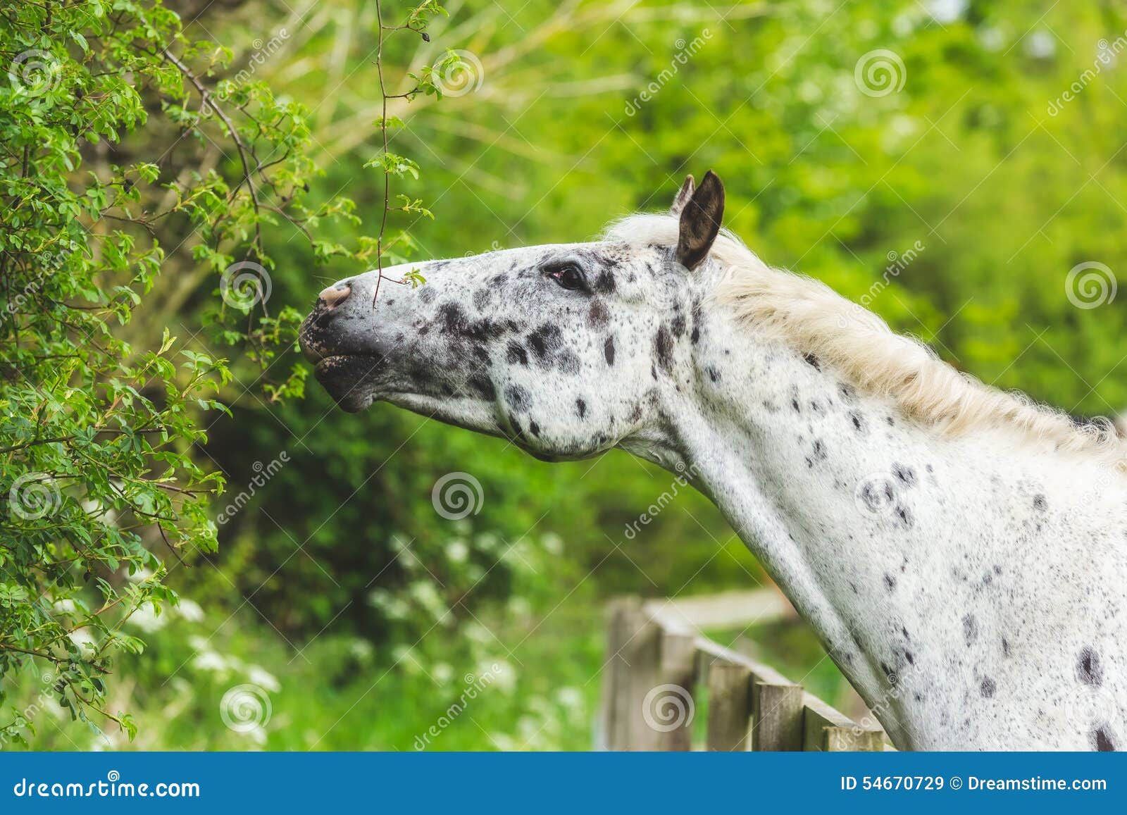 Horse eating from hedge stock image. Image of horse, black 54670729