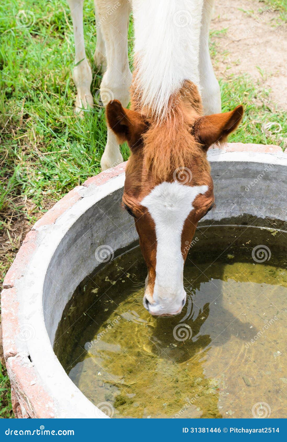 Horse eating water stock photo. Image of green, nature 31381446