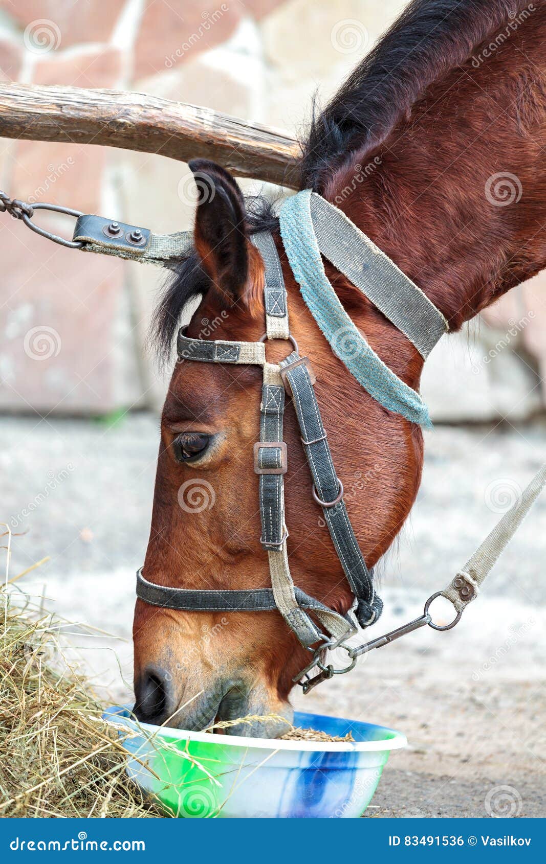 Horse eats hay and oats. stock photo. Image of outdoor 83491536