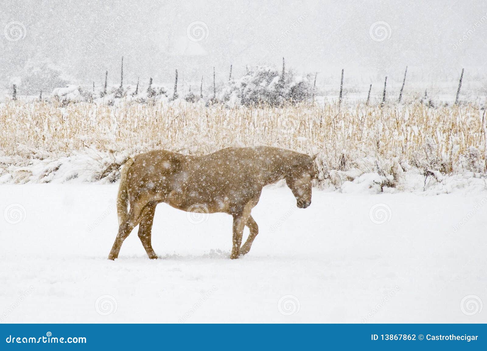 Horse Electric stock photo. Image of walks, horse, snowstorm 13867862
