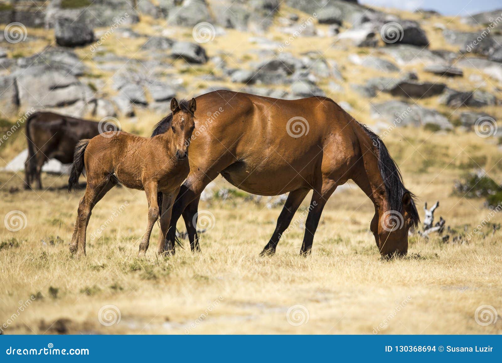 horses walking in the nature, in portugal