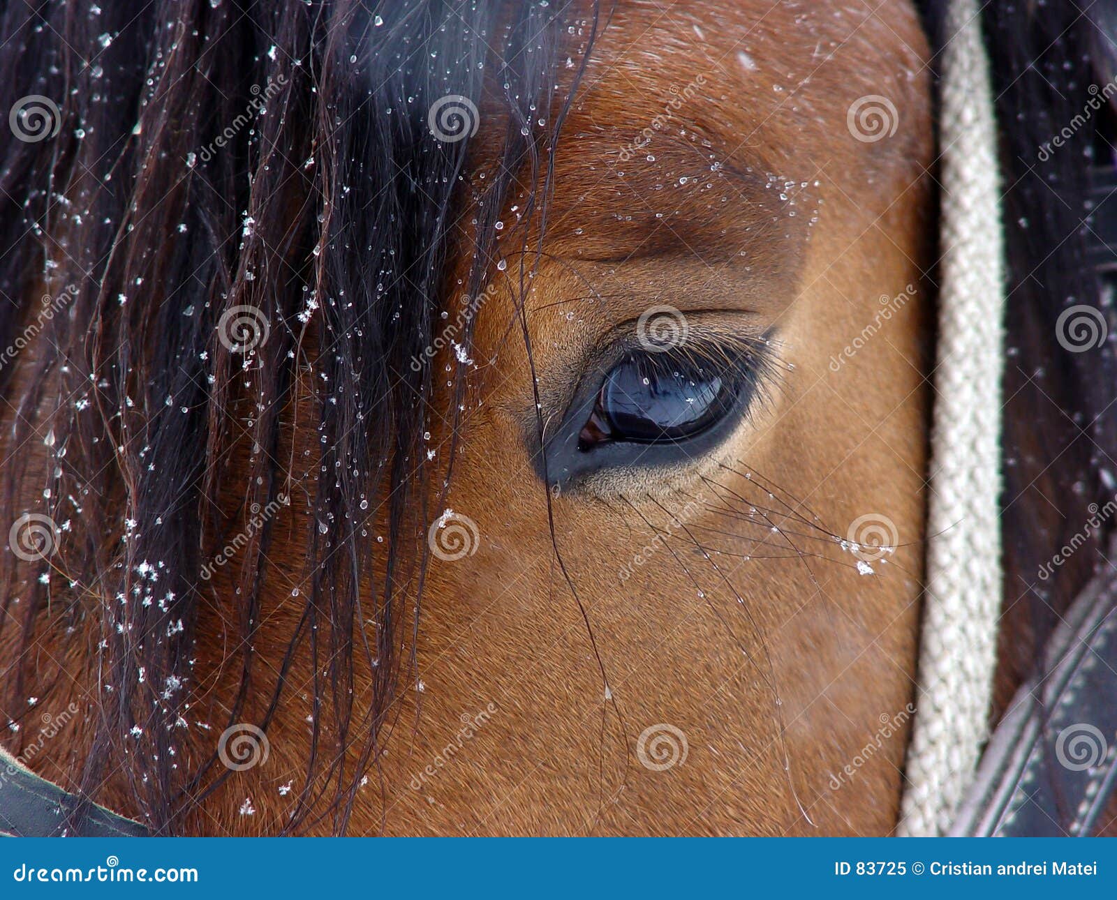 Horse eye stock image. Image of animal, soft, mammal, iris 83725